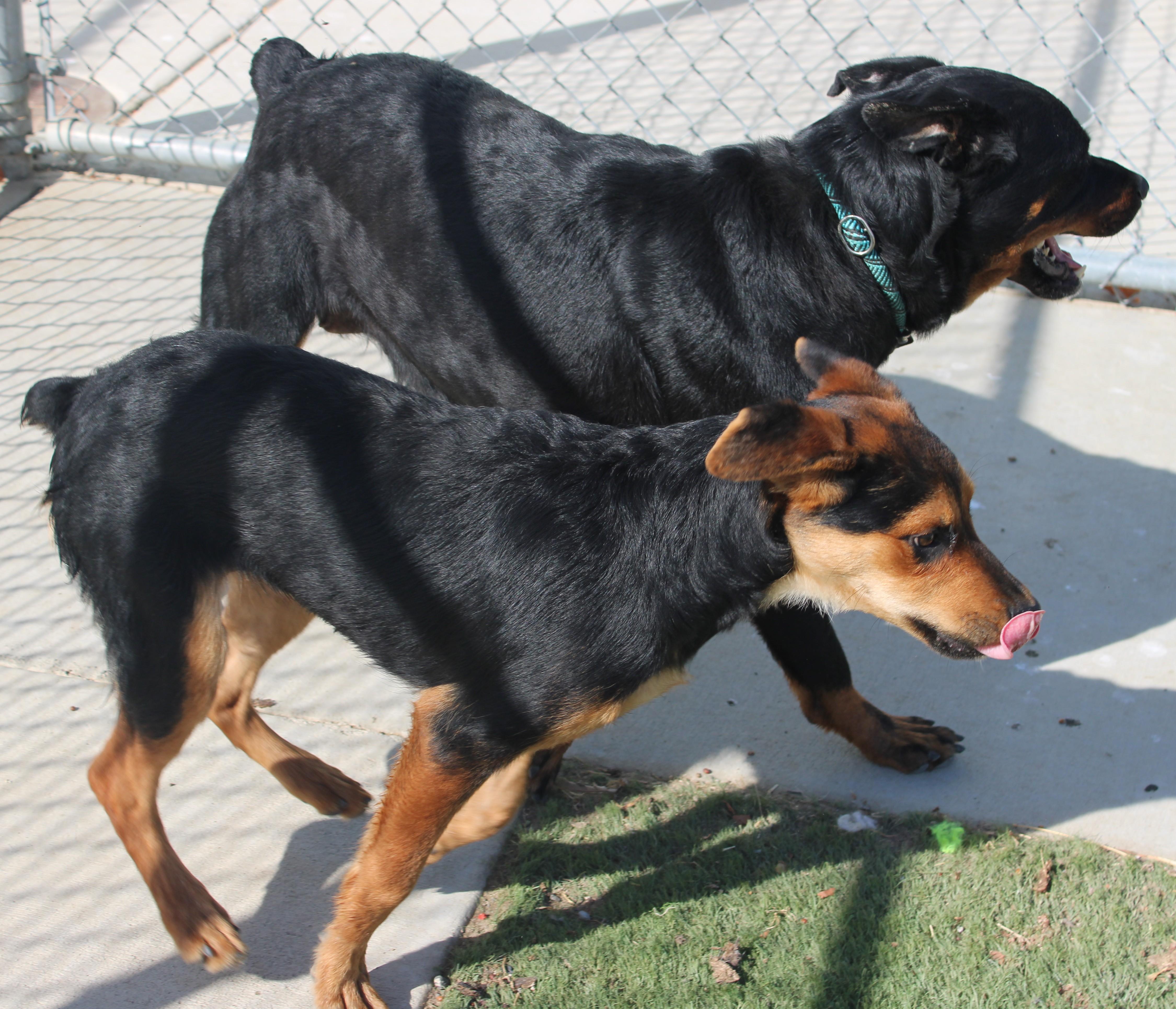 Enlarge Riri, a Adoptable Rottweiler in Wasco, CA image 5/6