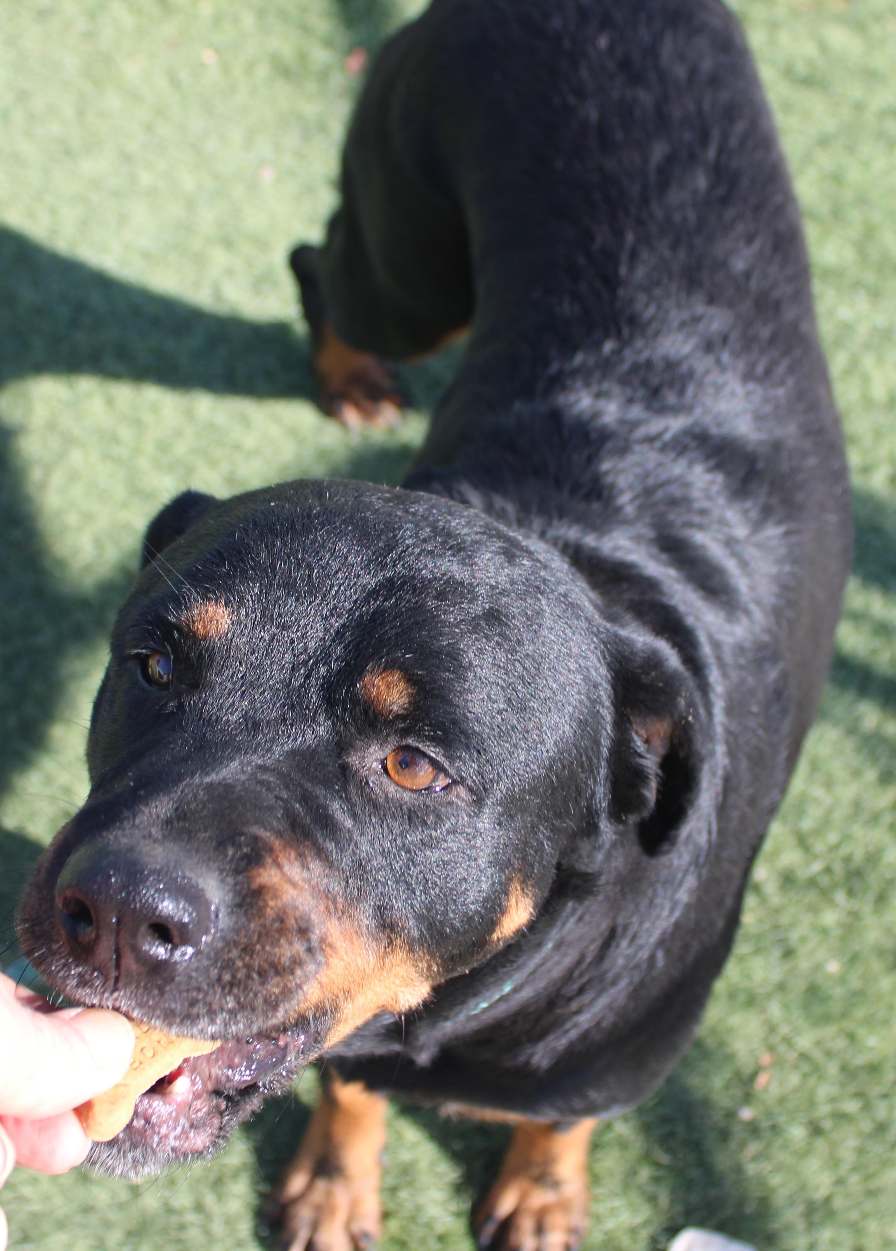 Enlarge Riri, a Adoptable Rottweiler in Wasco, CA image 2/6