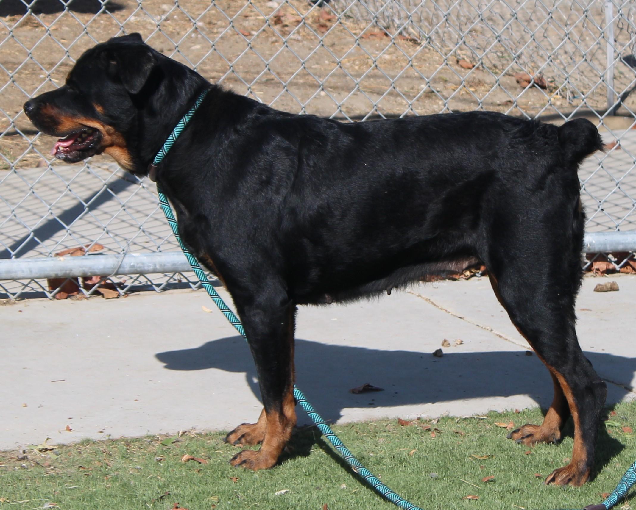 Enlarge Riri, a Adoptable Rottweiler in Wasco, CA image 3/6