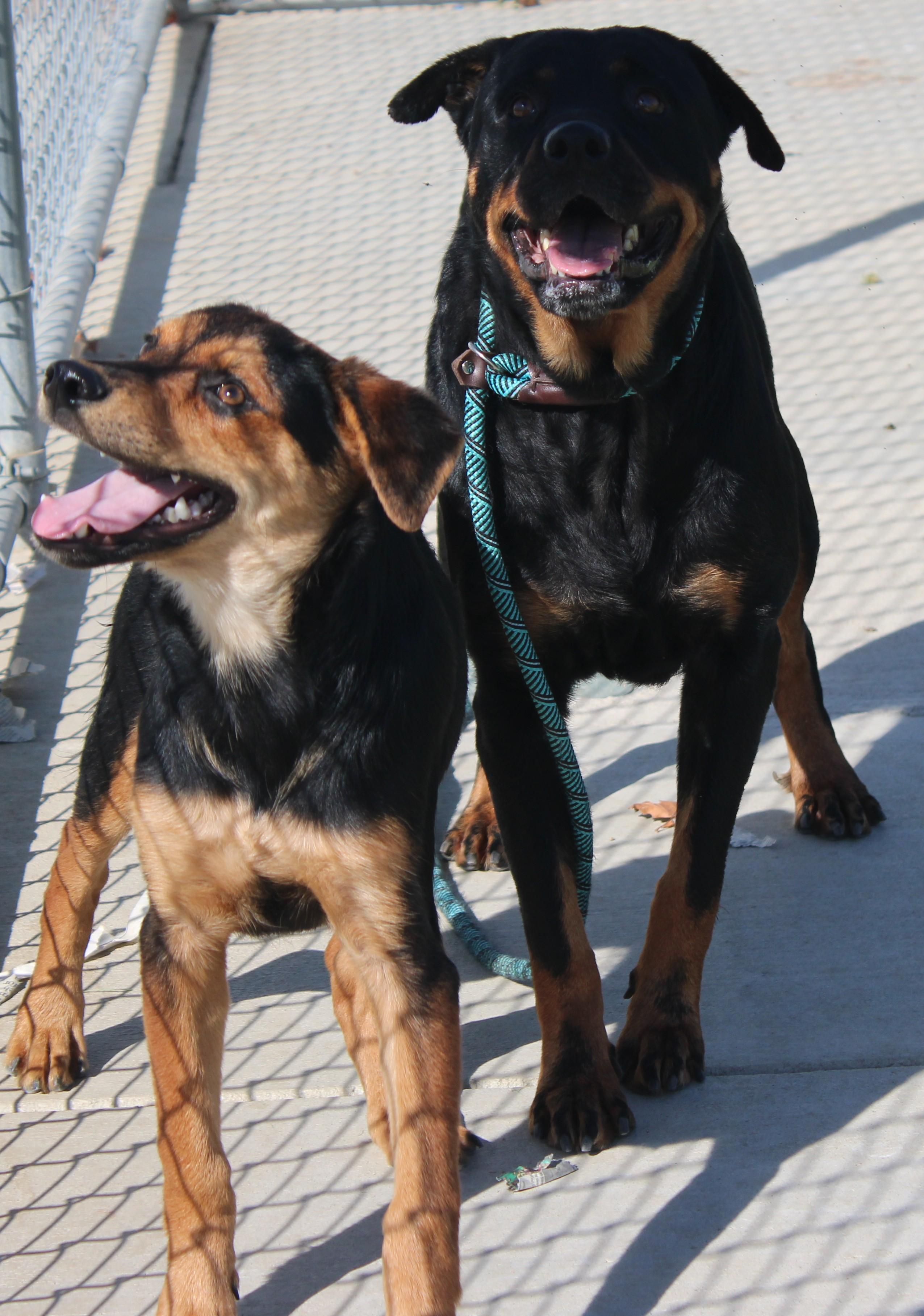 Enlarge Riri, a Adoptable Rottweiler in Wasco, CA image 4/6