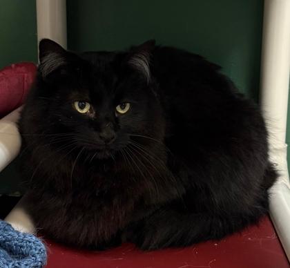Enlarge Red, an adopted Domestic Long Hair in Lakeside, AZ image 1/1