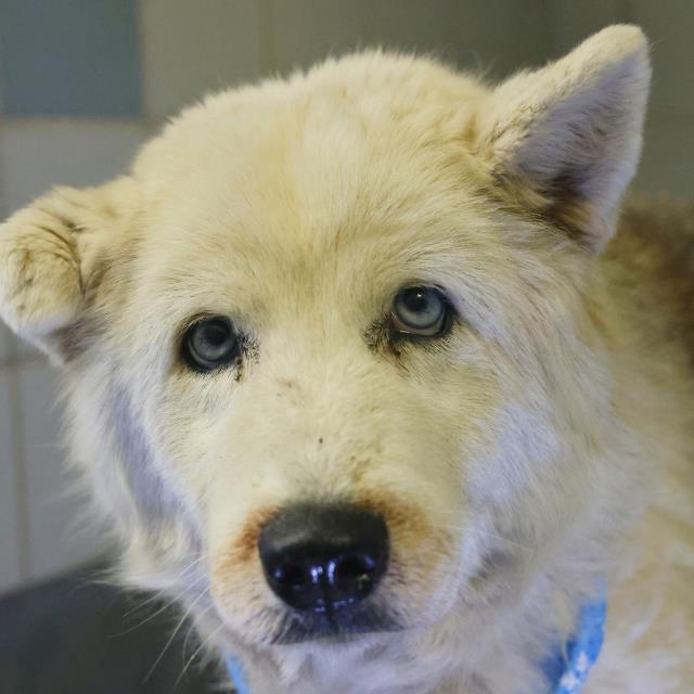 LUNA, Adoptable, Senior Female Husky.