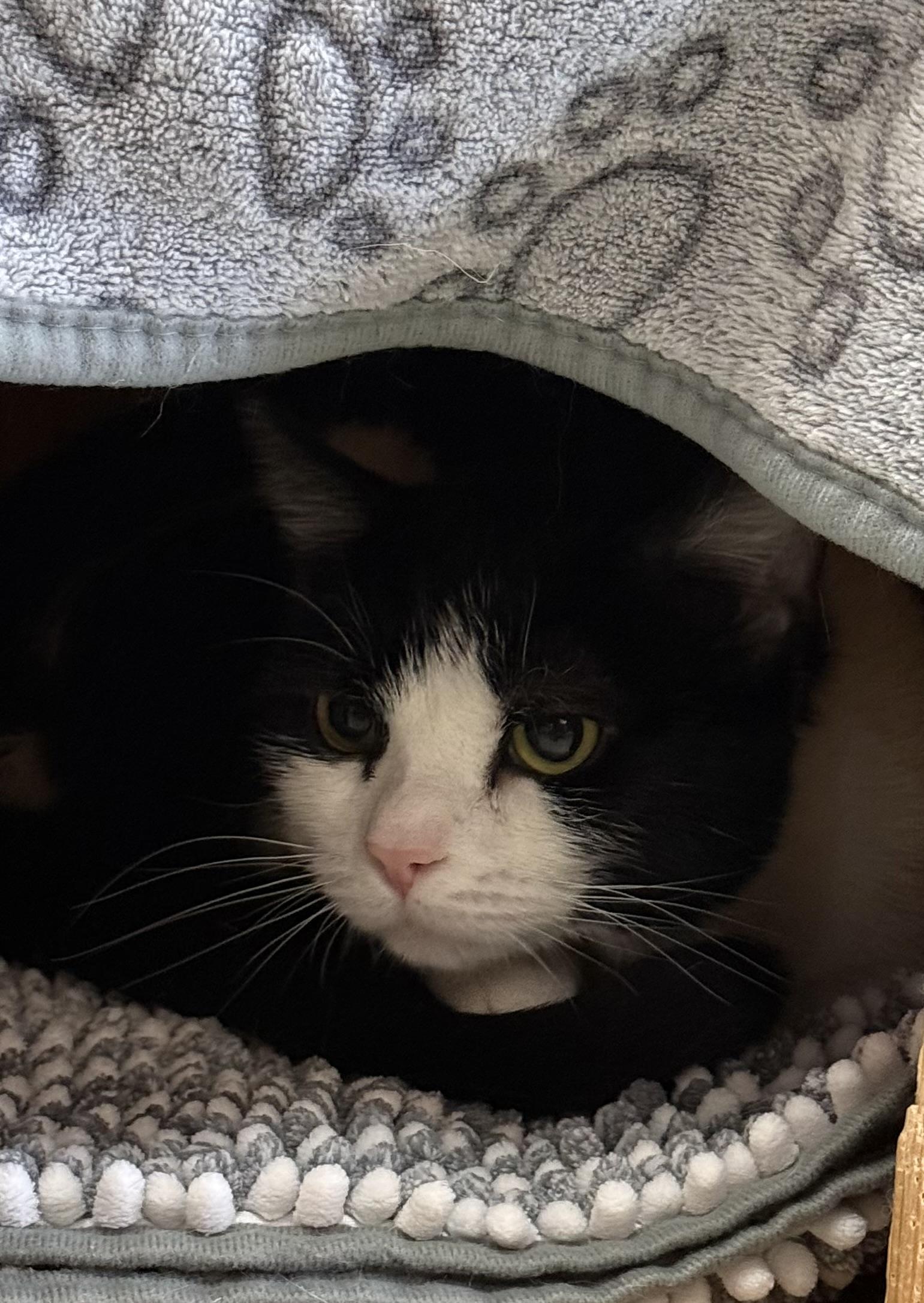 Enlarge West, an adopted Domestic Short Hair in Brownsville, VT image 1/1