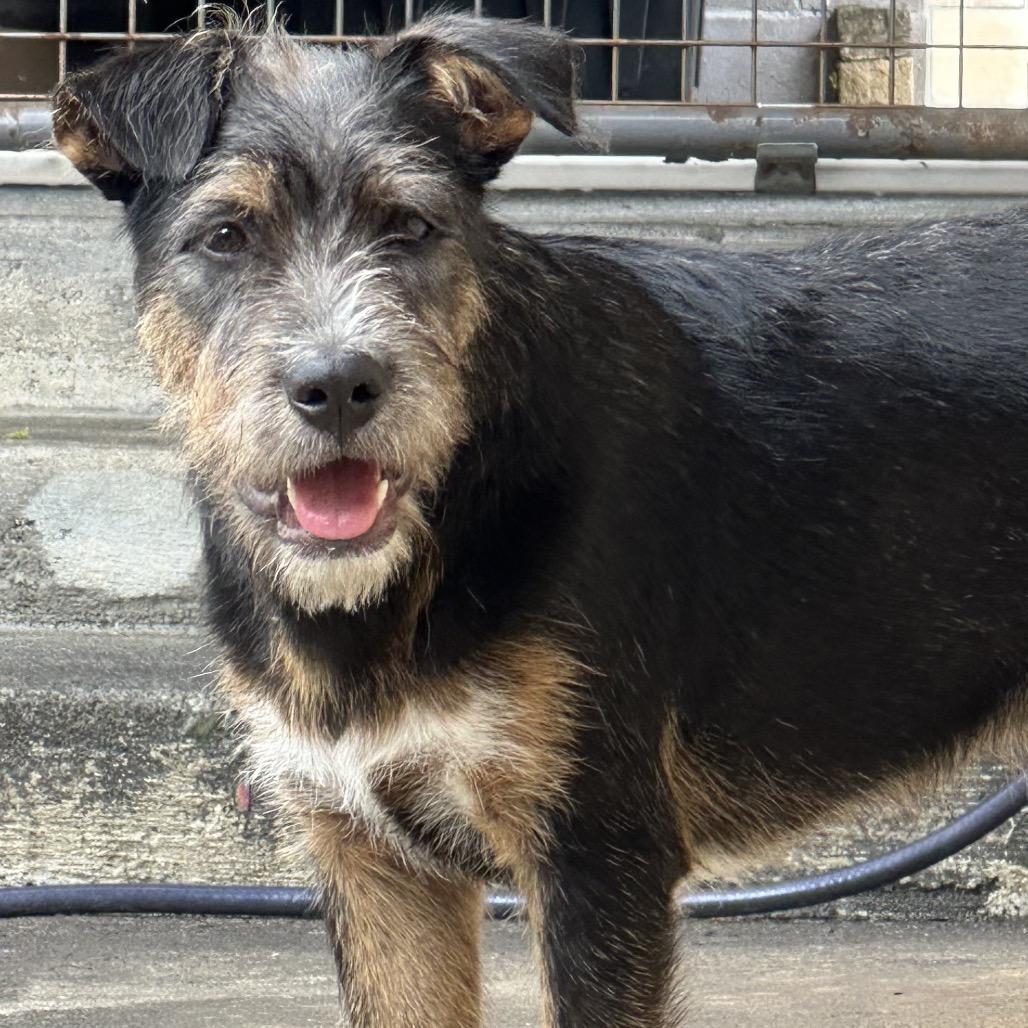 Lama, Adoptable, Young Male Mixed Breed.