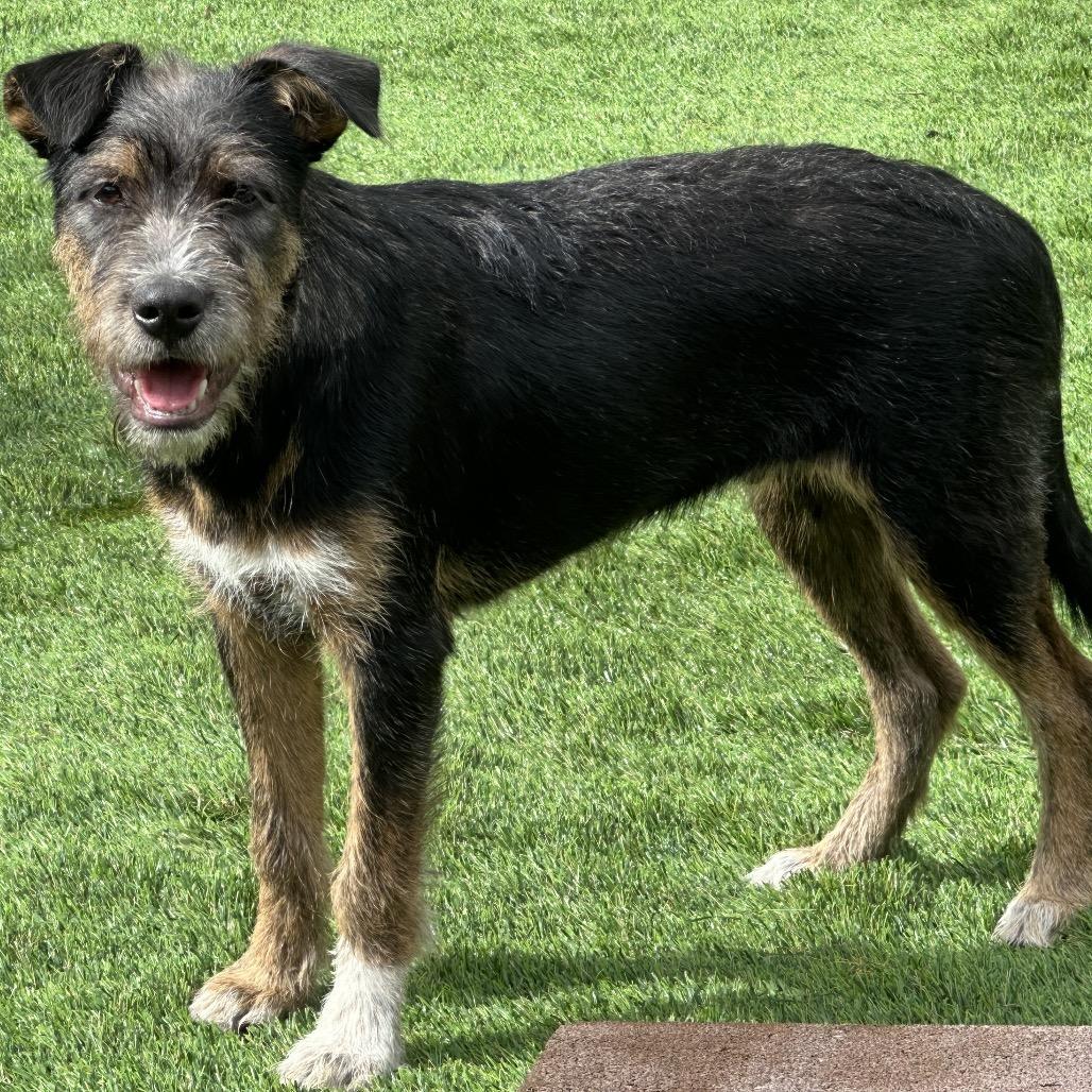 Enlarge Lama, a Adoptable Mixed Breed in Keaau, HI image 2/5