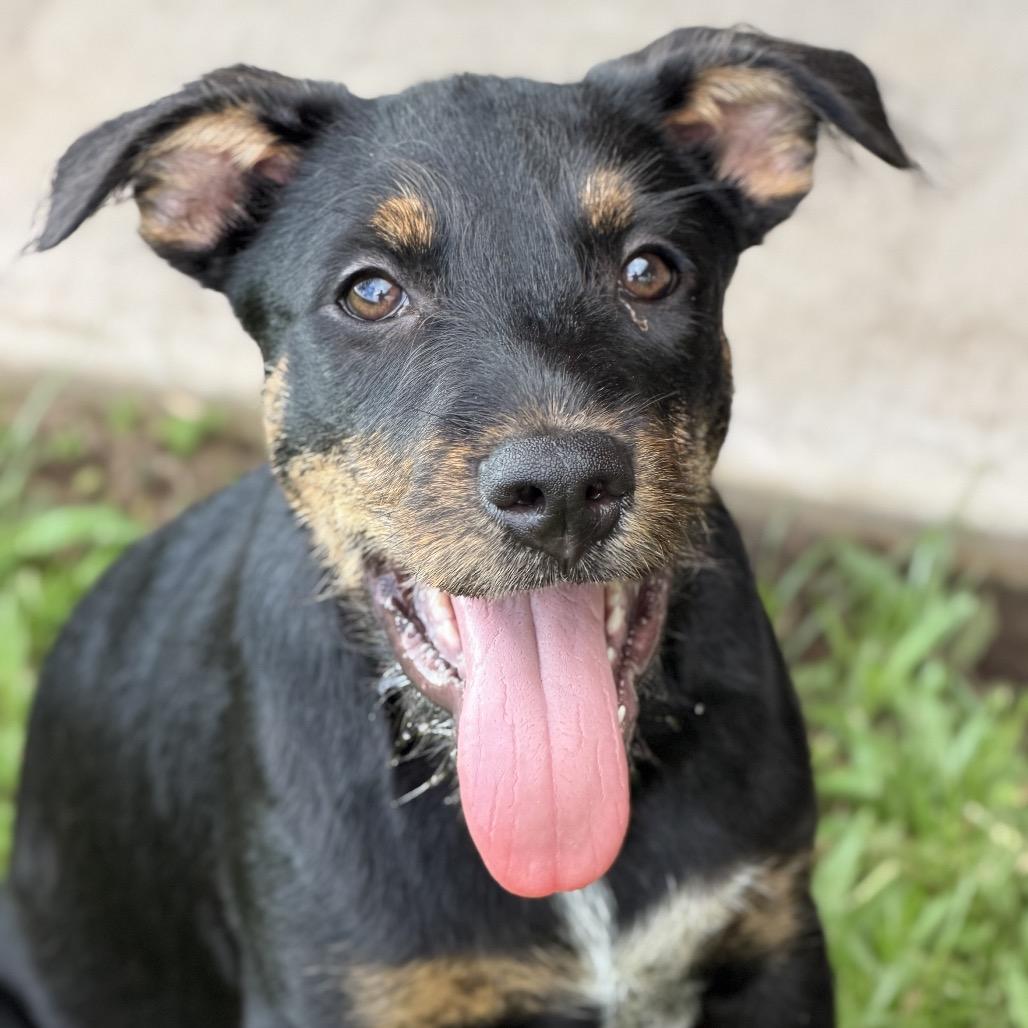 Nehe, Adoptable, Puppy Male Mixed Breed.