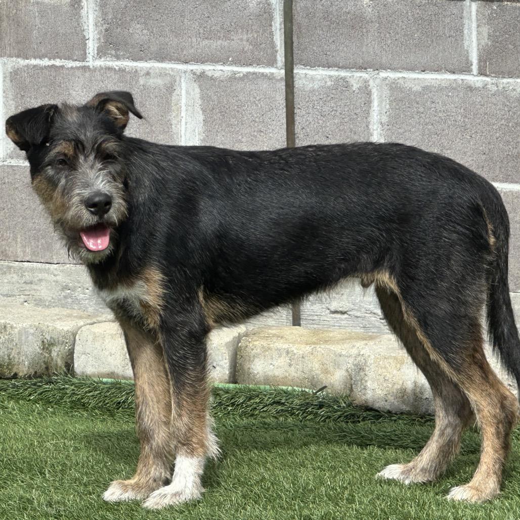 Enlarge Lama, a Adoptable Mixed Breed in Keaau, HI image 3/5