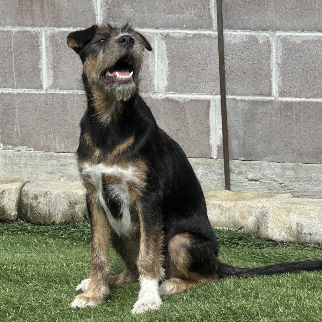 Enlarge Lama, a Adoptable Mixed Breed in Keaau, HI image 4/5