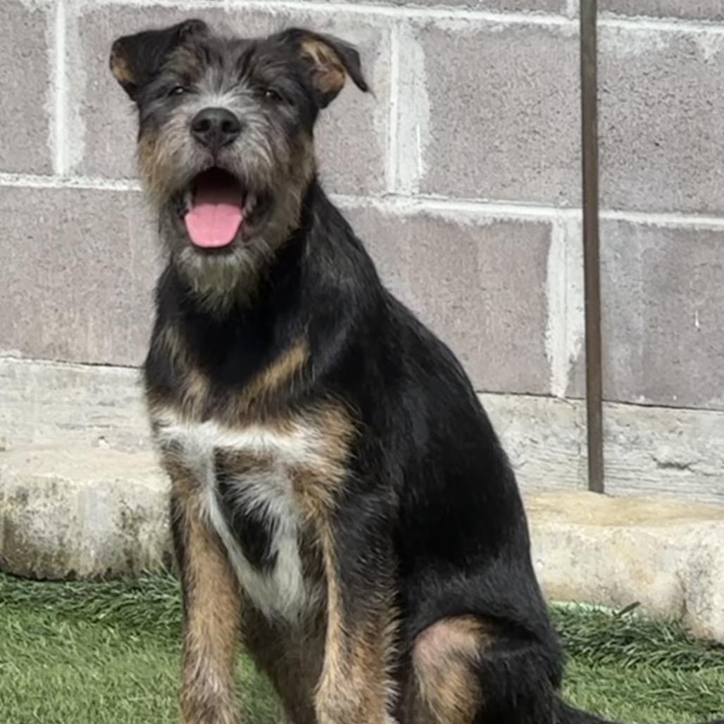 Enlarge Lama, a Adoptable Mixed Breed in Keaau, HI image 5/5