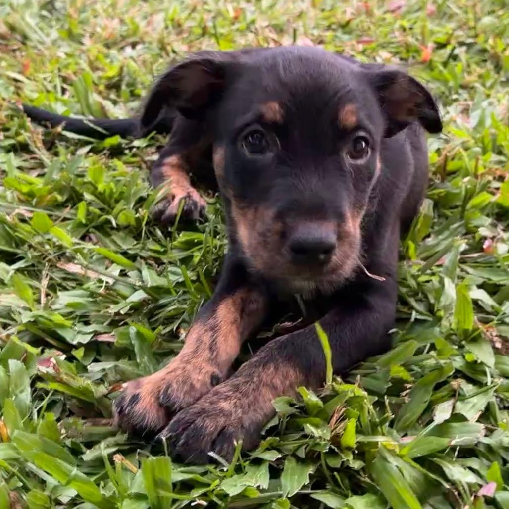 Nehe, a Adoptable Mixed Breed in Keaau, HI image 2/2