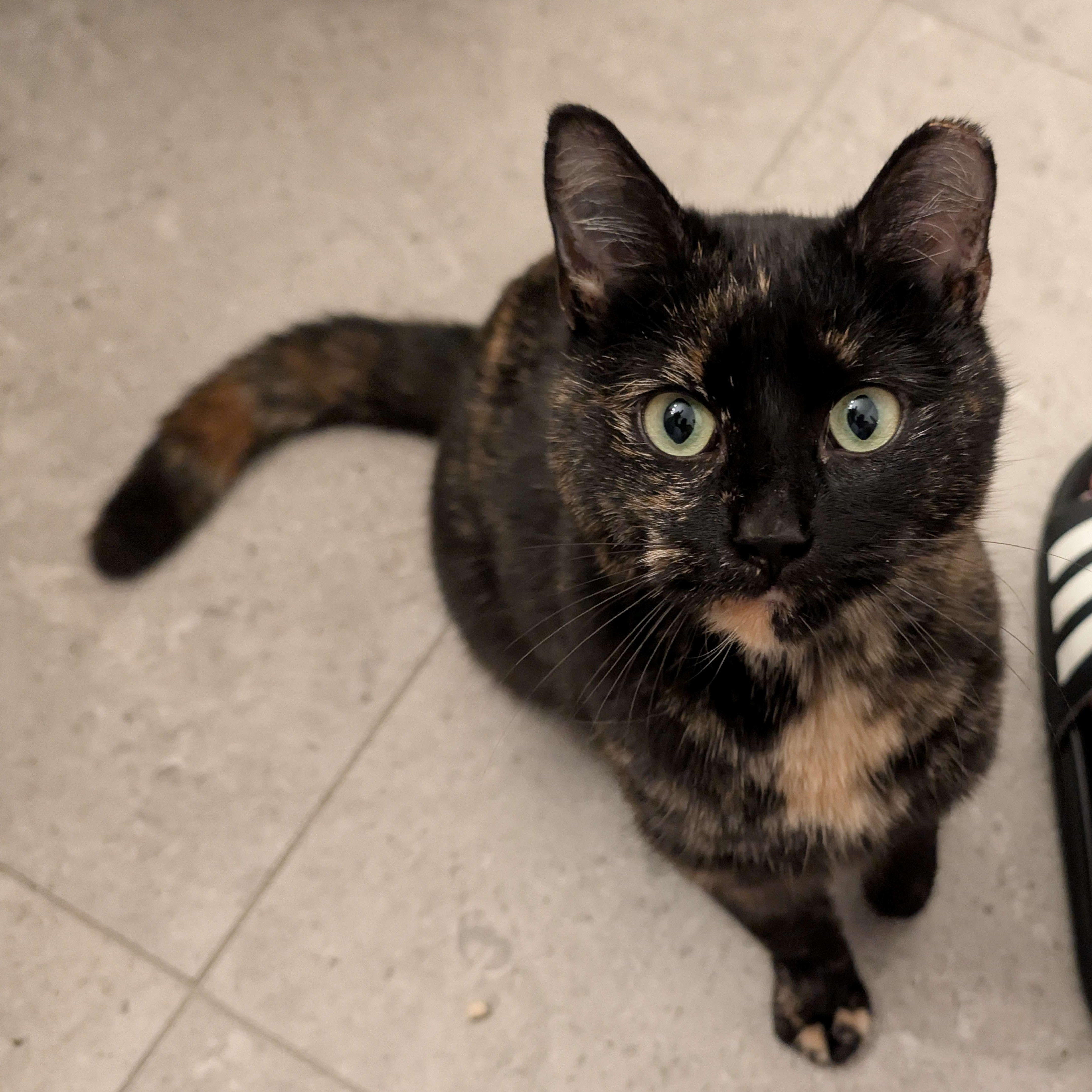 Enlarge Petunia, a Adoptable American Shorthair in Weehawken, NJ image 1/6