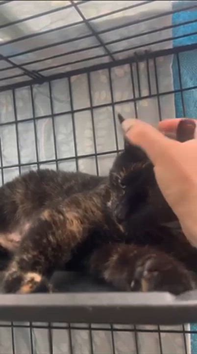 Enlarge Petunia, a Adoptable American Shorthair in Weehawken, NJ video 5/6
