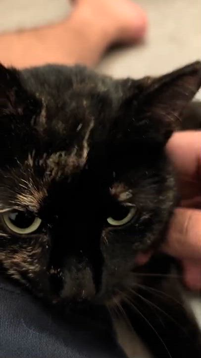 Enlarge Petunia, a Adoptable American Shorthair in Weehawken, NJ video 3/6