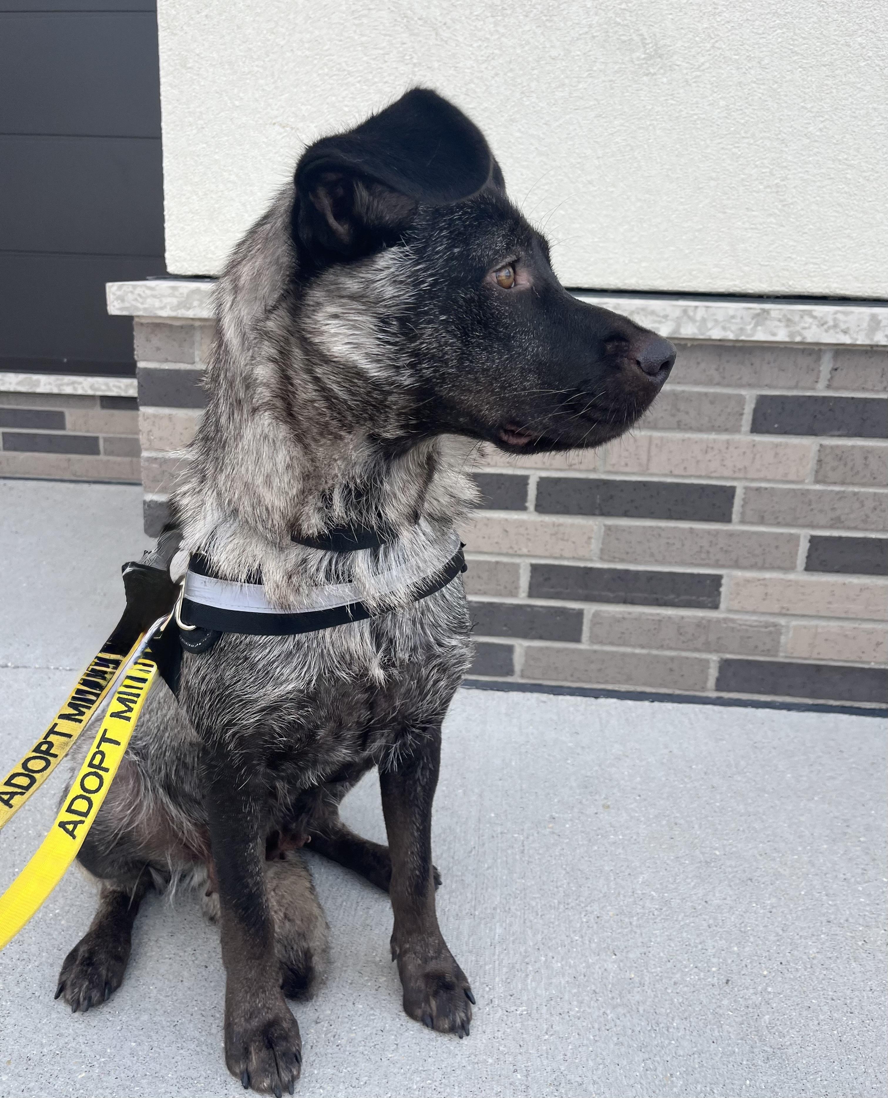 Lovey, an adoptable Labrador Retriever in Winnipeg, MB, R2C 1P2 | Photo Image 1
