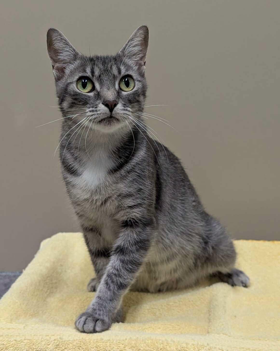 Pigeon, ADOPTABLE, Adult Female Domestic Short Hair.