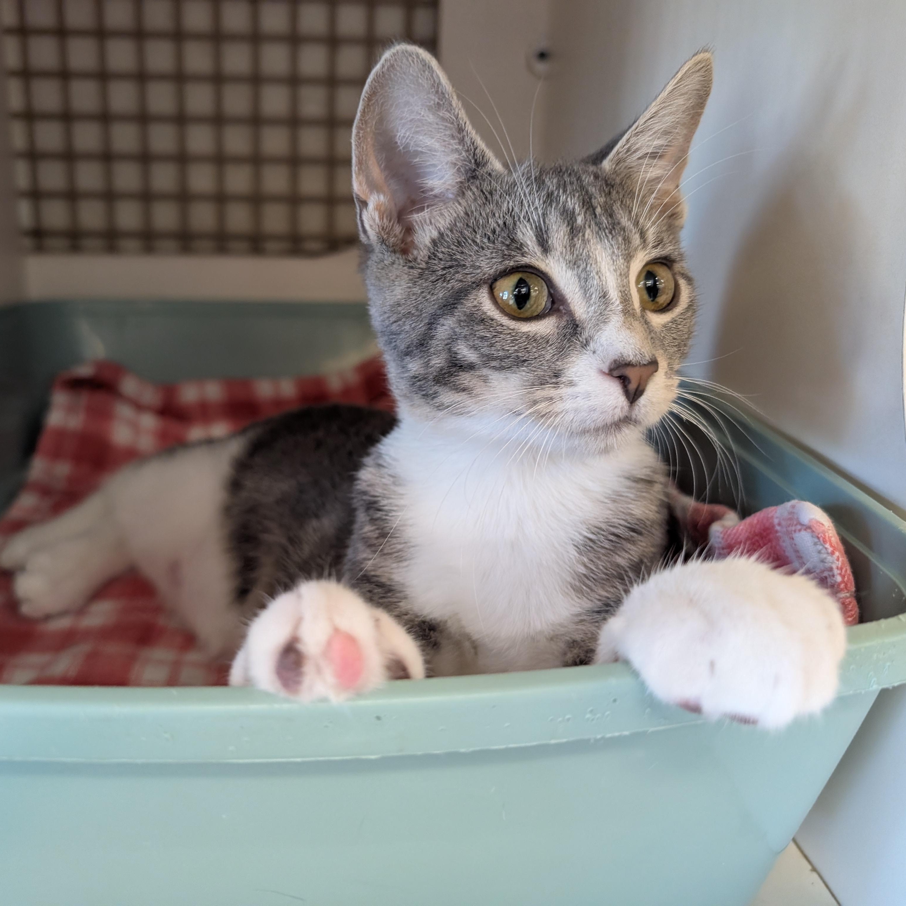 Enlarge Connor, a Adoptable mixed breed in Fairview Heights, IL image 2/6