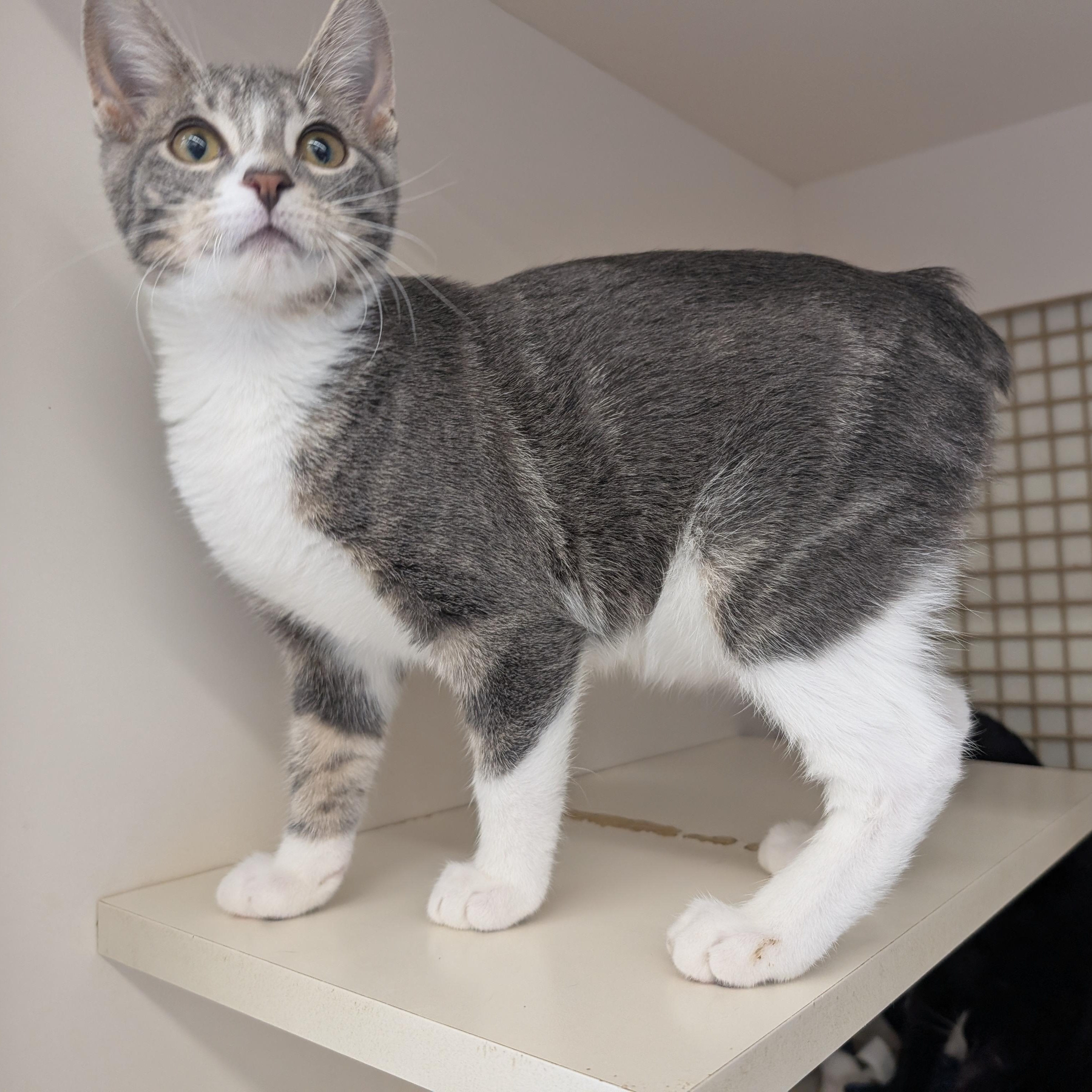 Connor, Adoptable, Kitten Male Domestic Short Hair & Manx.