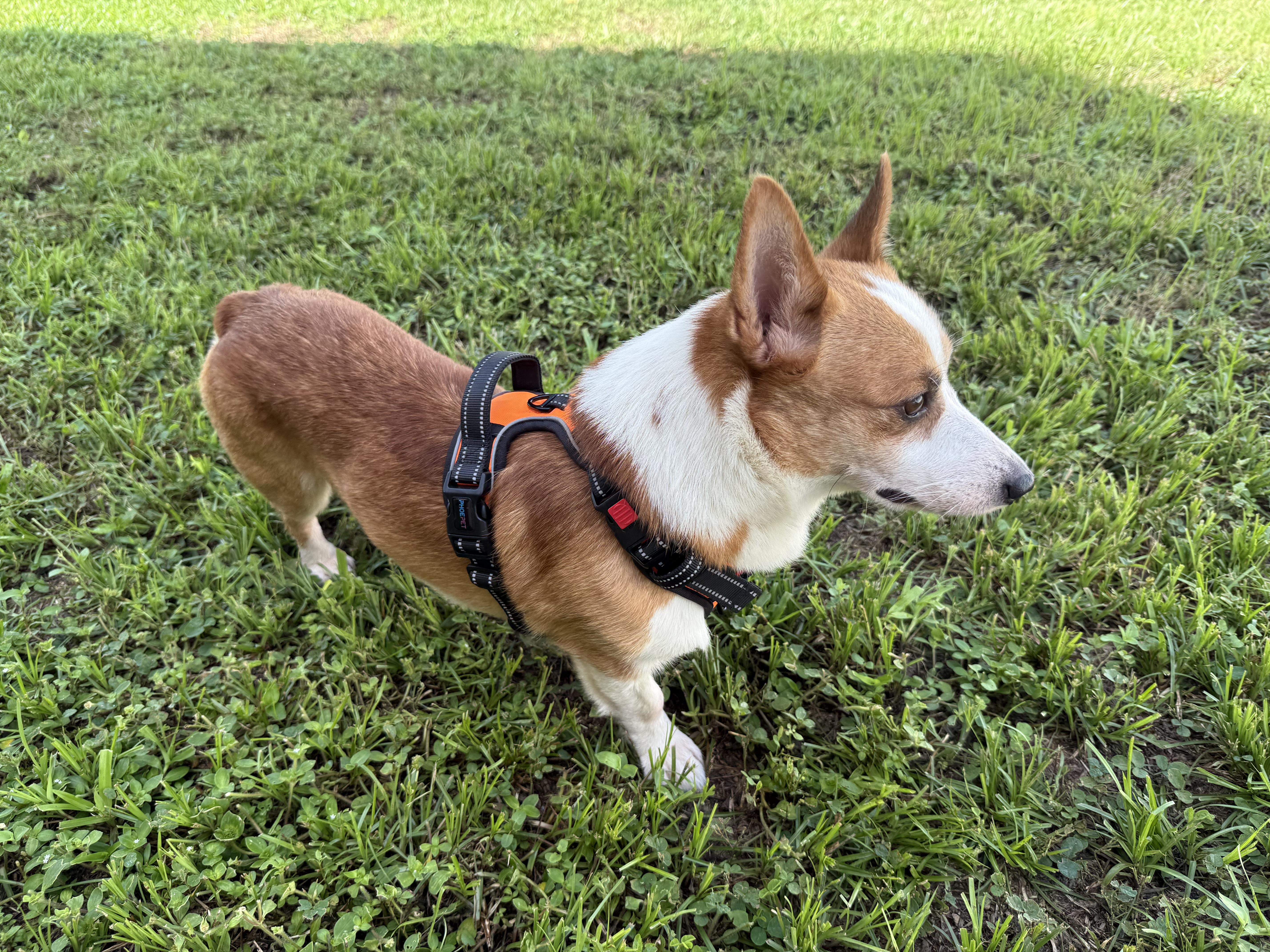 Enlarge Monty, a Adoptable Corgi in Orlando, FL image 4/4