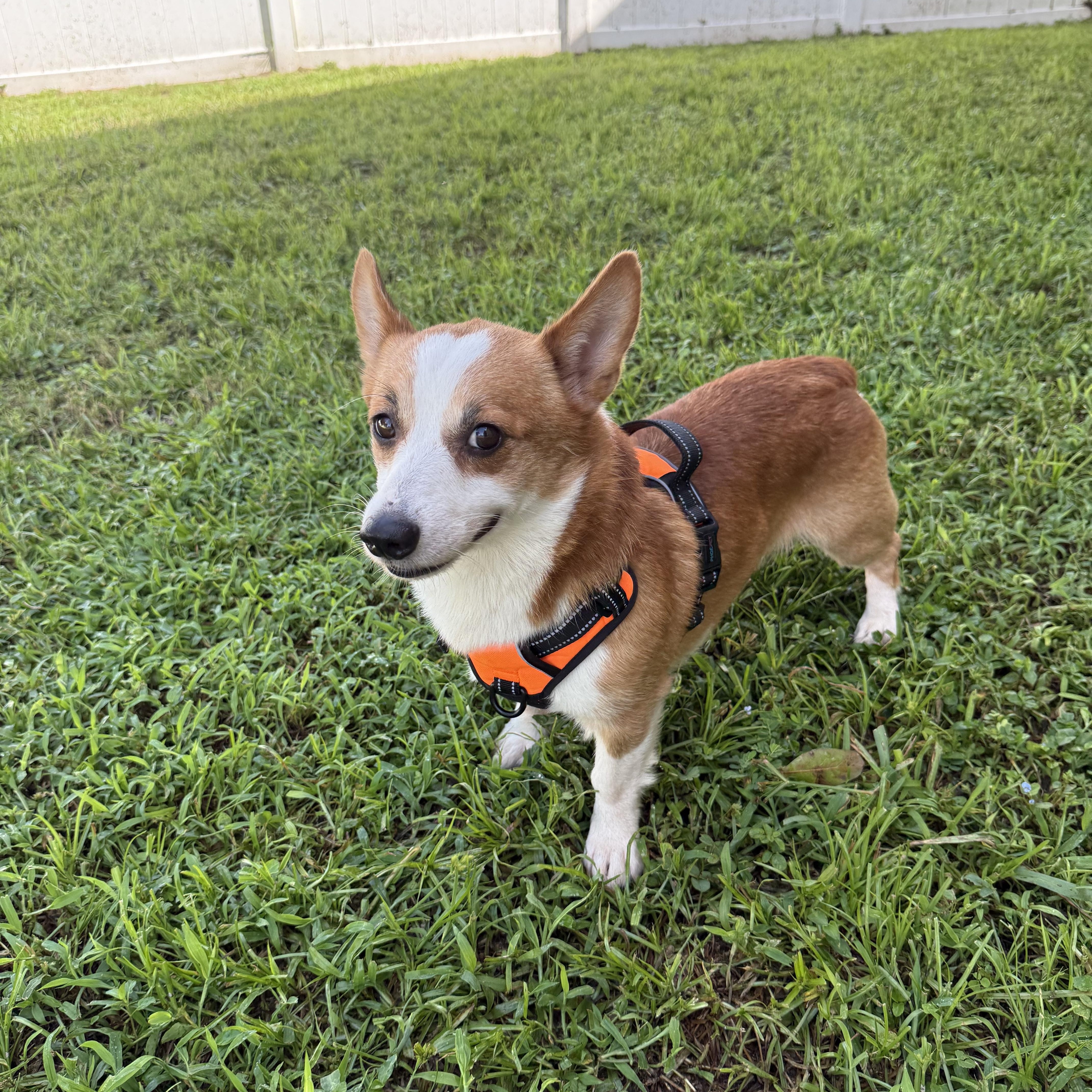 Enlarge Monty, a Adoptable Corgi in Orlando, FL image 2/4