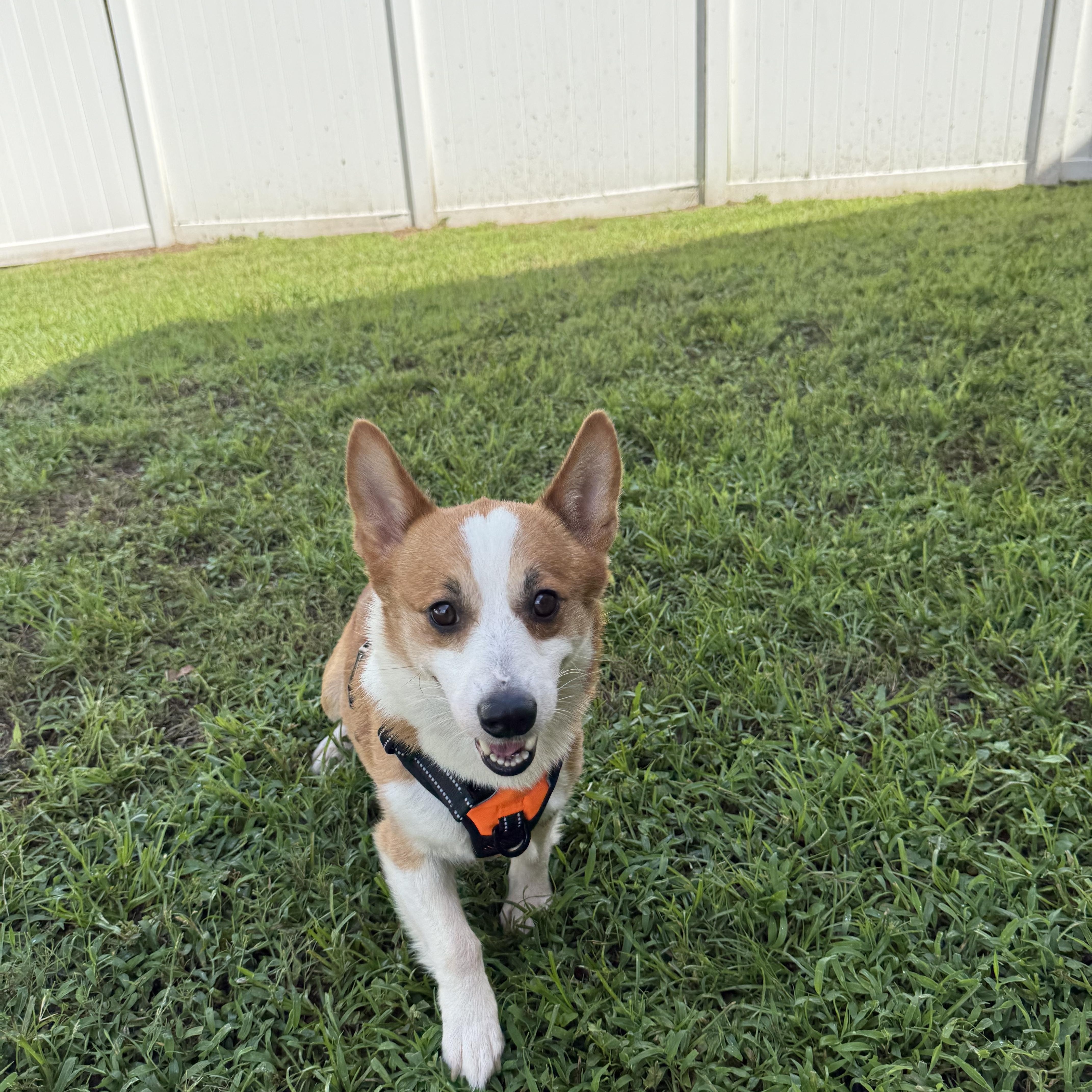 Enlarge Monty, a Adoptable Corgi in Orlando, FL image 1/4
