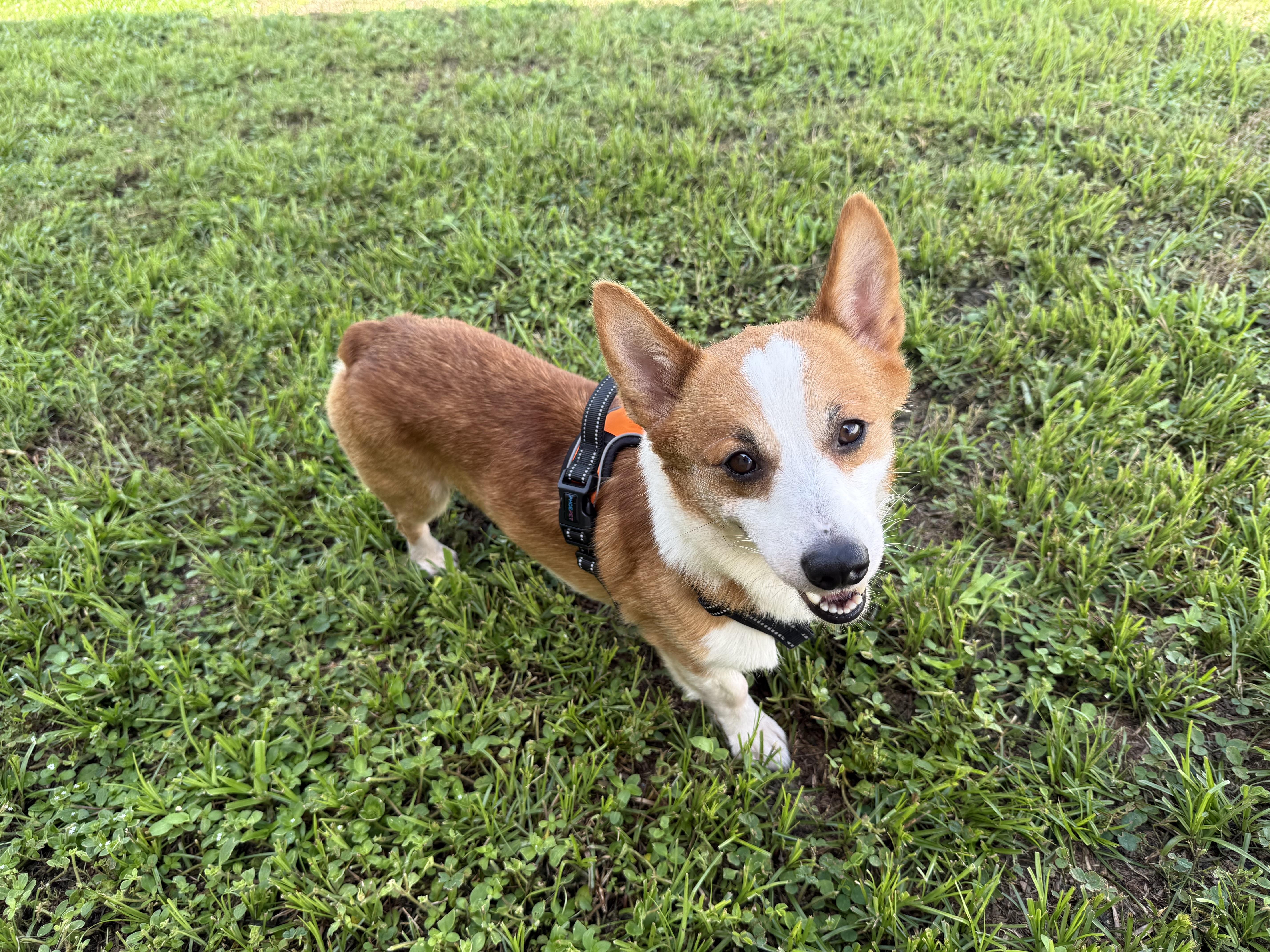 Enlarge Monty, a Adoptable Corgi in Orlando, FL image 3/4