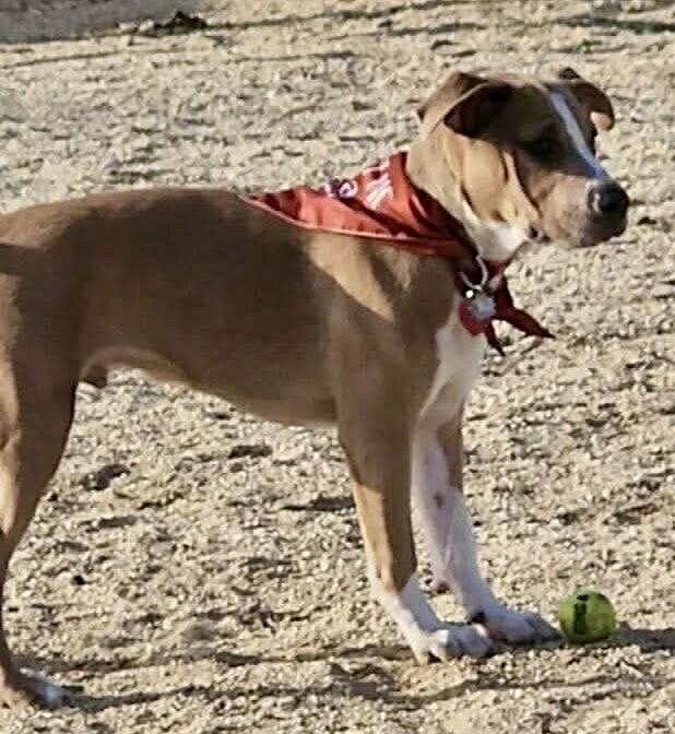 Kirk, a ADOPTABLE mixed breed in Burbank, CA image 3/6