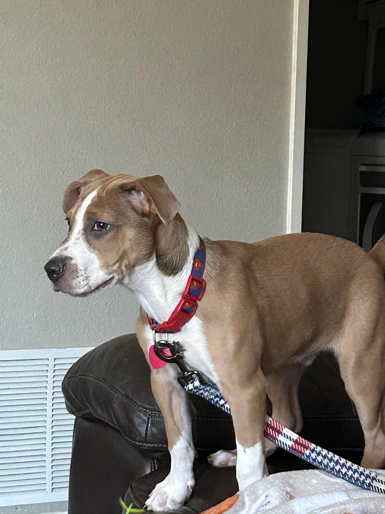 Kirk, ADOPTABLE, Young Male Chihuahua.