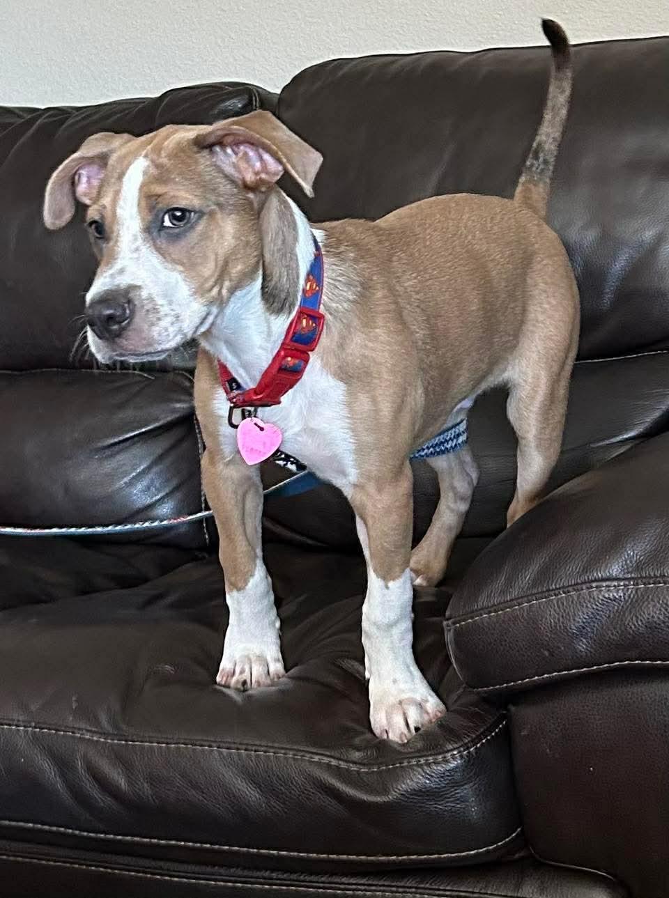 Kirk, a ADOPTABLE mixed breed in Burbank, CA image 2/5