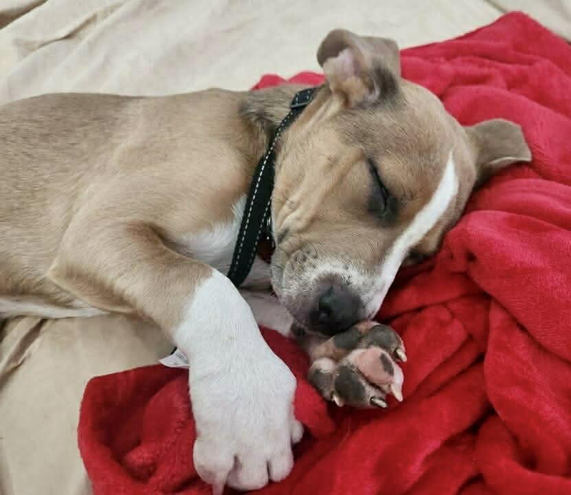 Kirk, a ADOPTABLE mixed breed in Burbank, CA image 2/6