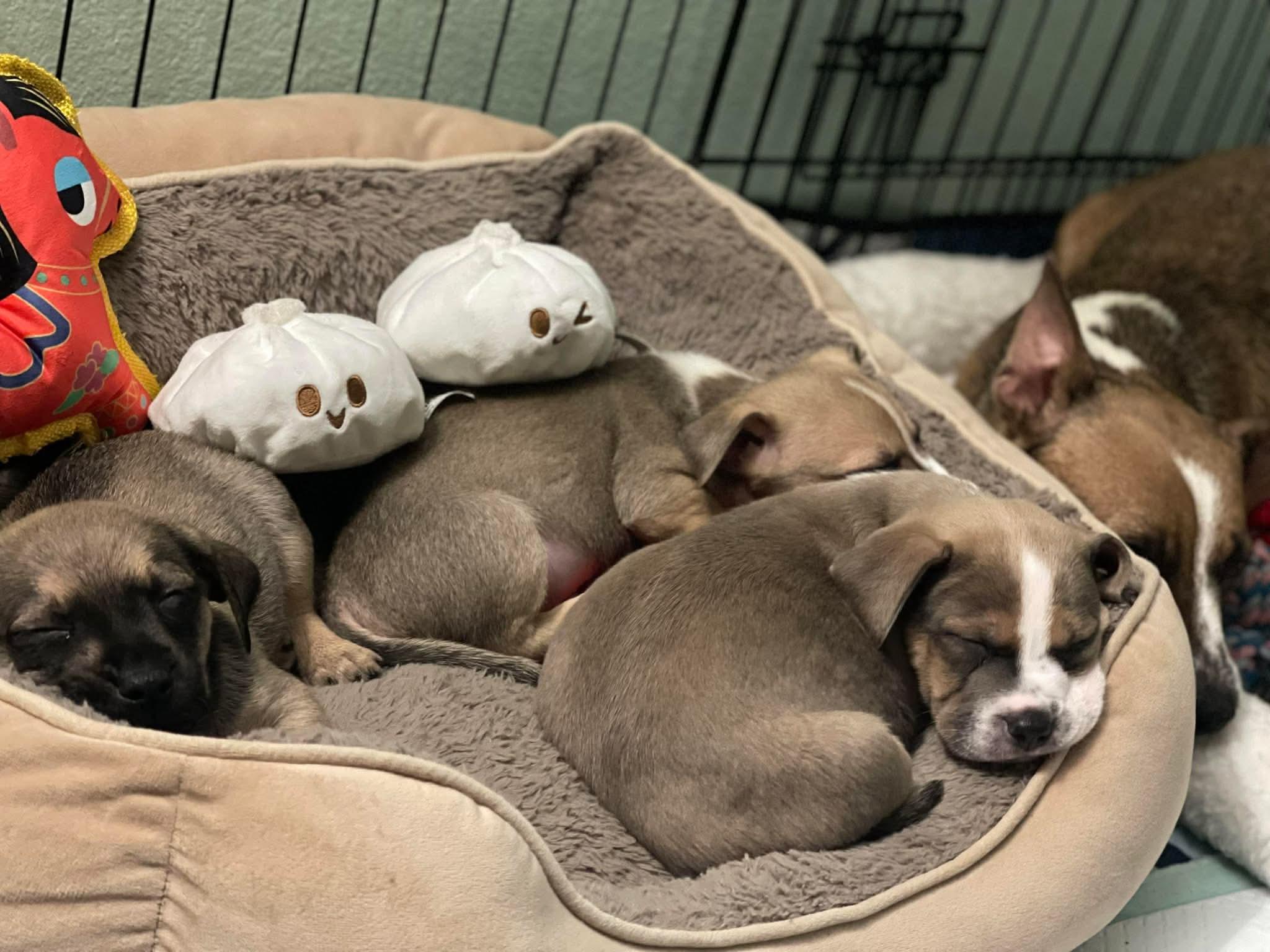 Enlarge Kirk, a ADOPTABLE mixed breed in Burbank, CA image 5/6