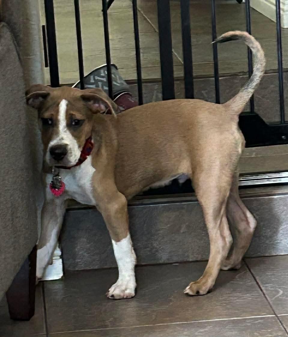 Kirk, a ADOPTABLE mixed breed in Burbank, CA image 3/5