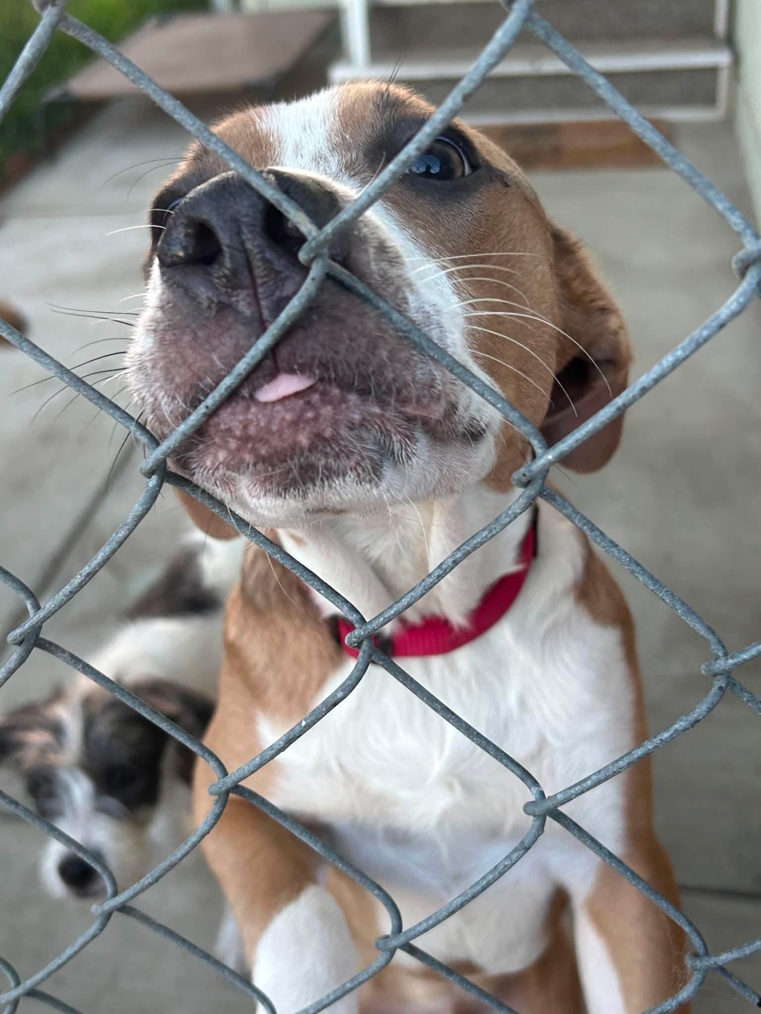 Kirk, a ADOPTABLE mixed breed in Burbank, CA image 5/6