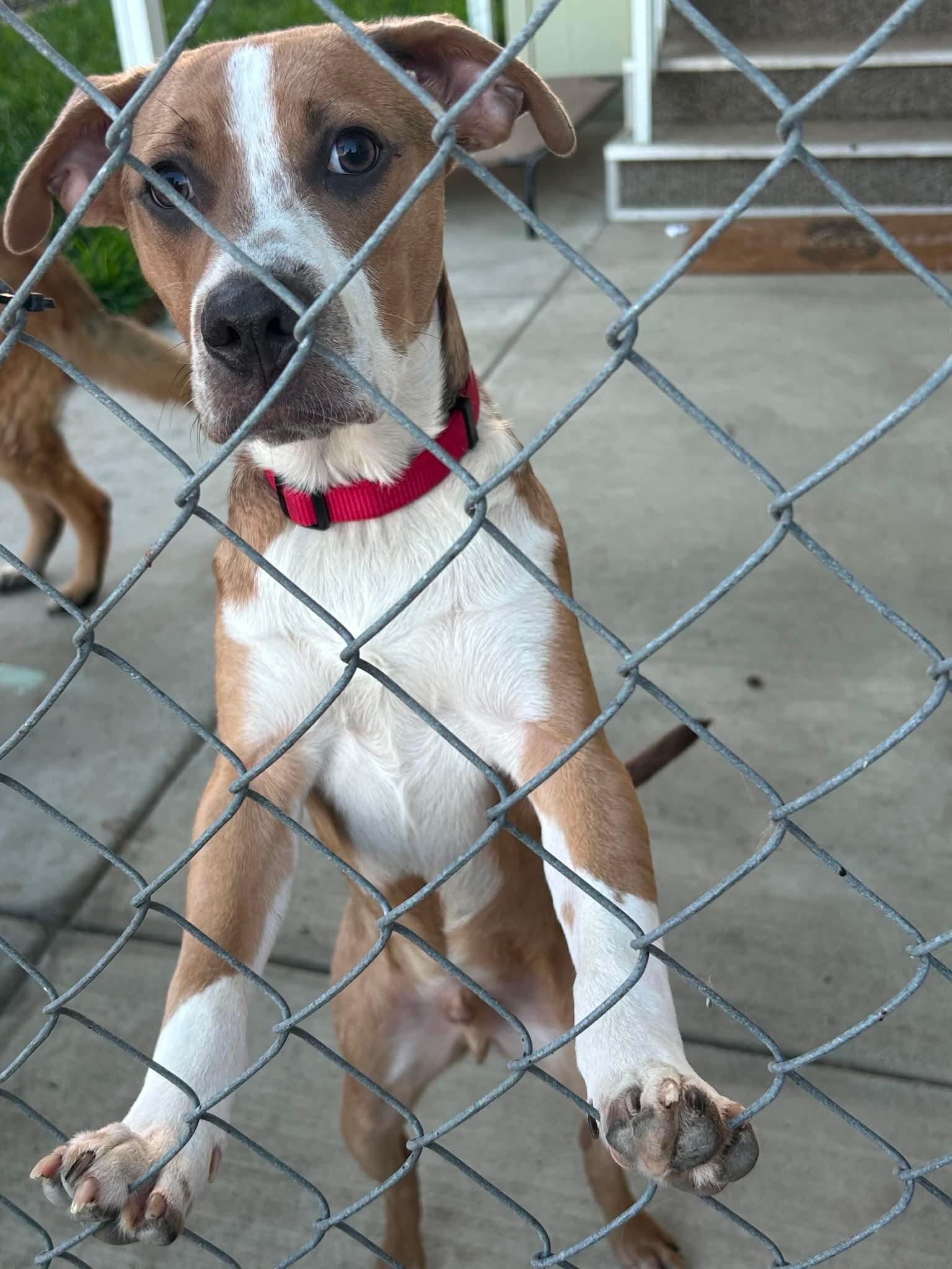 Kirk, ADOPTABLE, Young Male Chihuahua.