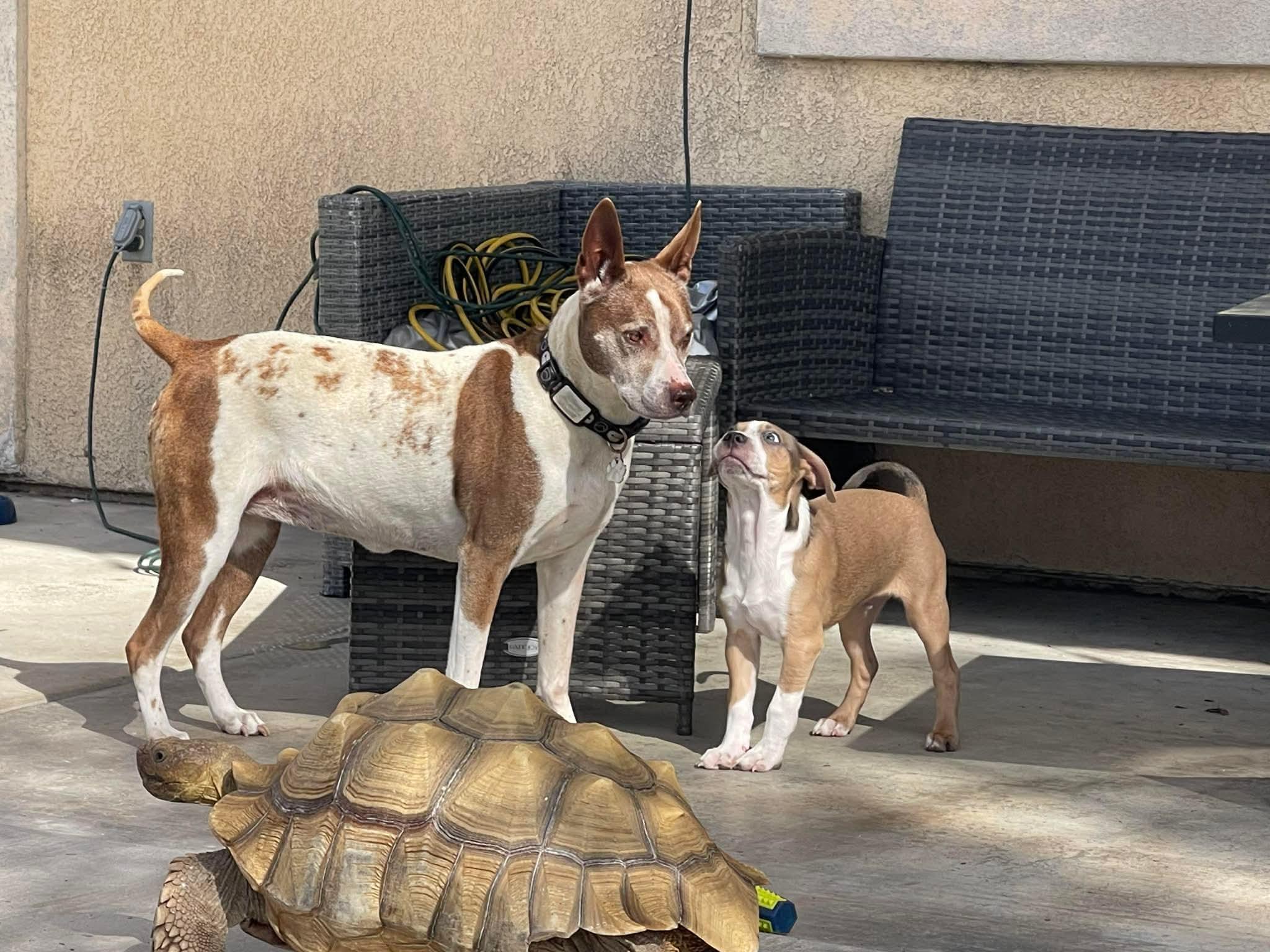 Enlarge Kirk, a ADOPTABLE mixed breed in Burbank, CA image 3/6