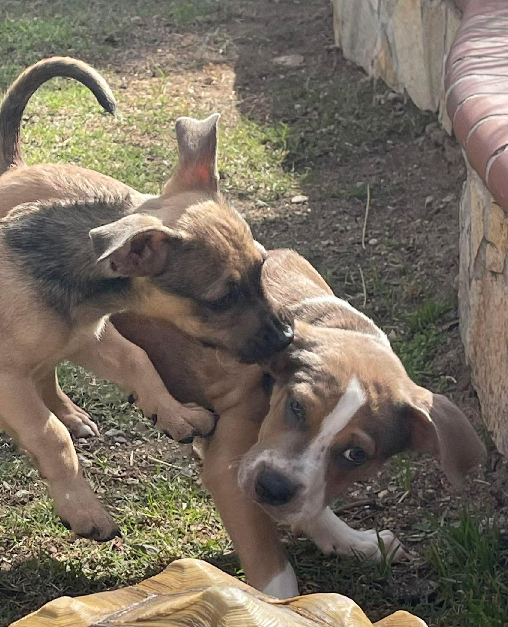 Enlarge Kirk, a ADOPTABLE mixed breed in Burbank, CA image 4/6