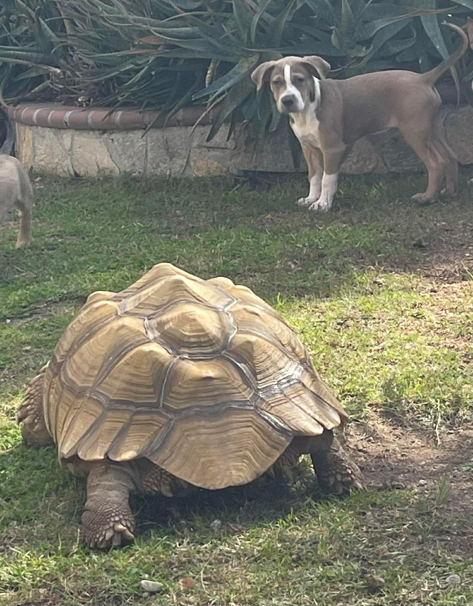 Enlarge Kirk, a ADOPTABLE mixed breed in Burbank, CA image 2/6