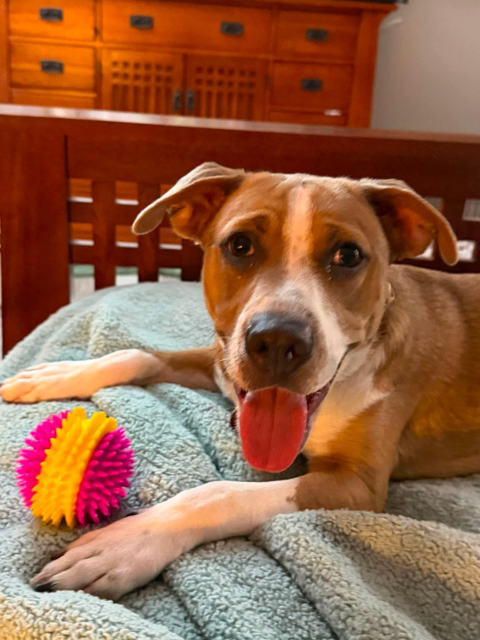 Kirk, a ADOPTABLE mixed breed in Burbank, CA image 1/6
