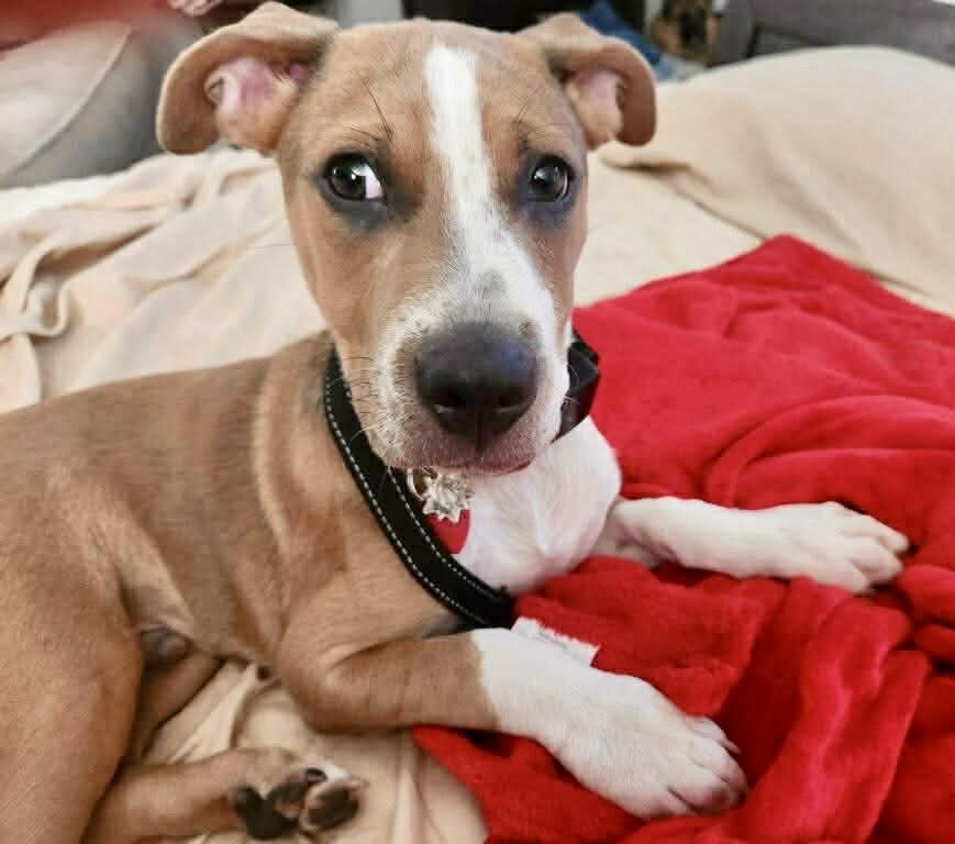 Kirk, a ADOPTABLE mixed breed in Burbank, CA image 5/6