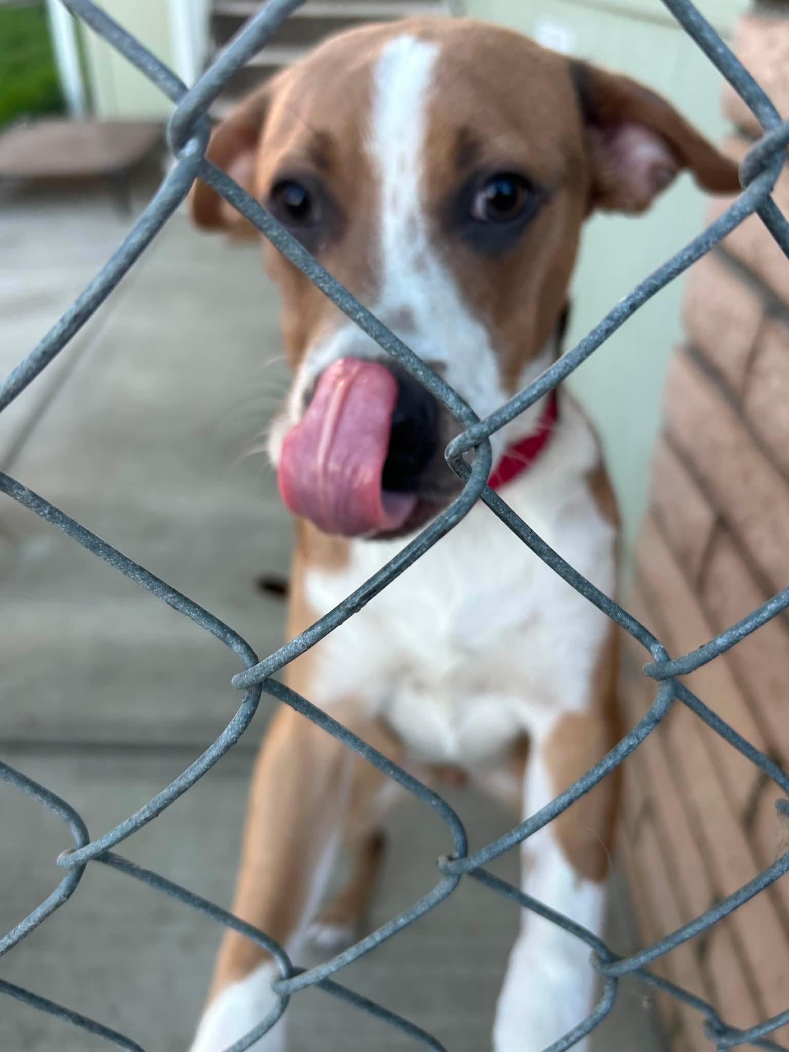 Kirk, a ADOPTABLE mixed breed in Burbank, CA image 3/6