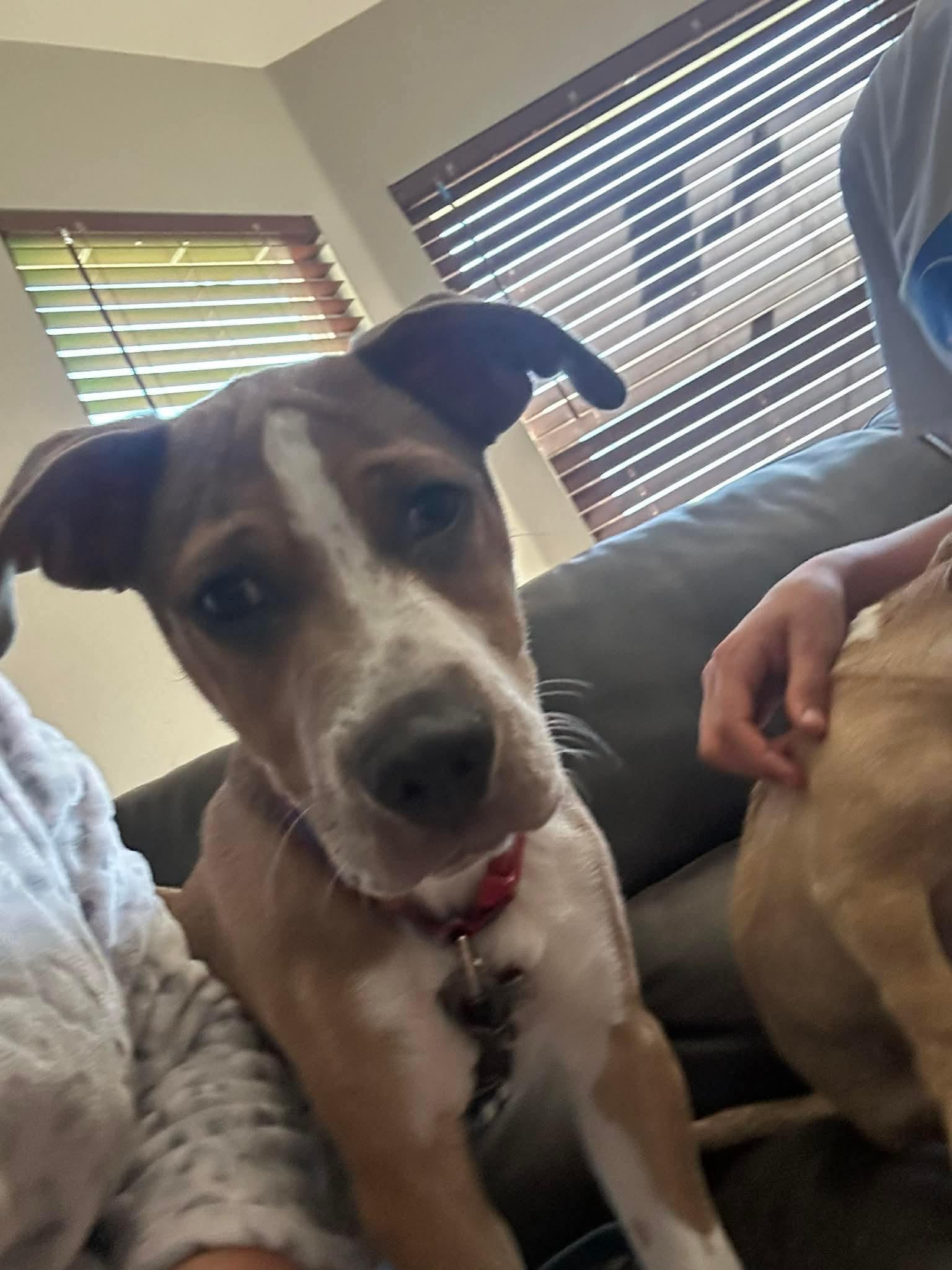 Kirk, a ADOPTABLE mixed breed in Burbank, CA image 4/5