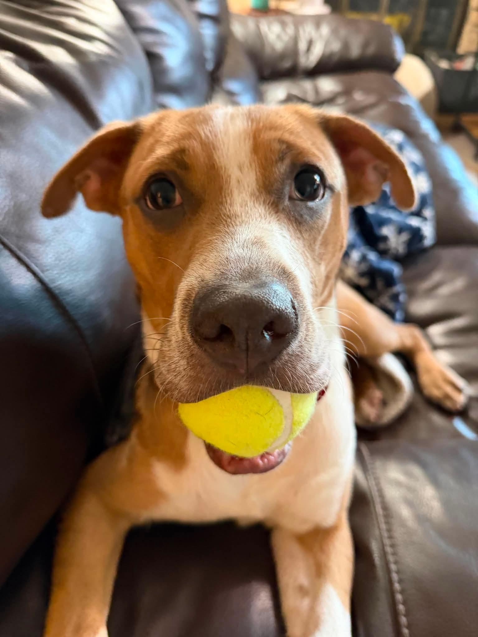 Kirk, a ADOPTABLE mixed breed in Burbank, CA image 4/6