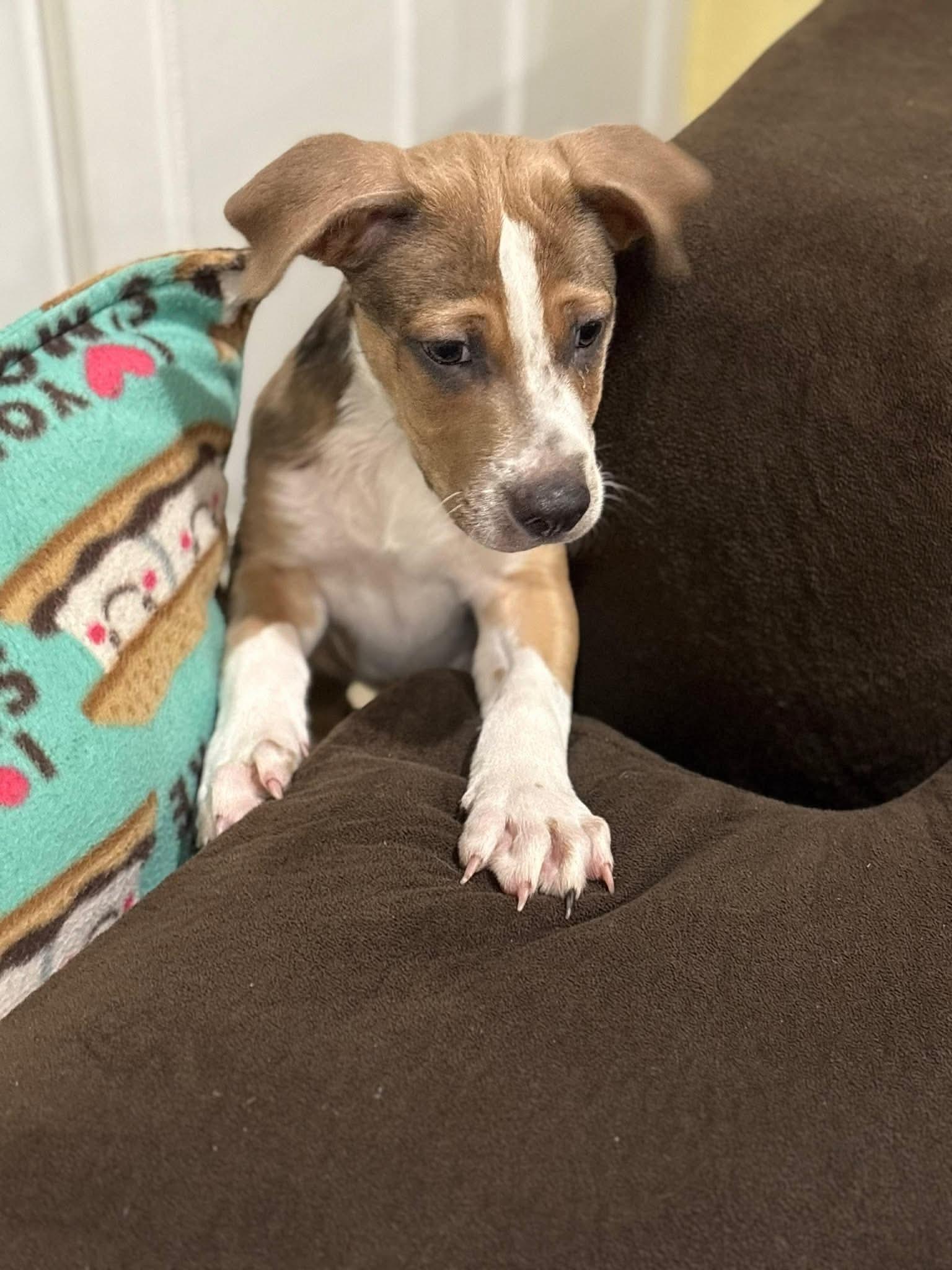 Enlarge Kirk, a ADOPTABLE mixed breed in Burbank, CA image 1/6