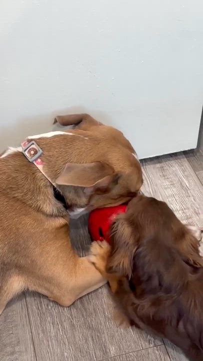 Enlarge Kirk, a ADOPTABLE mixed breed in Burbank, CA video 3/6