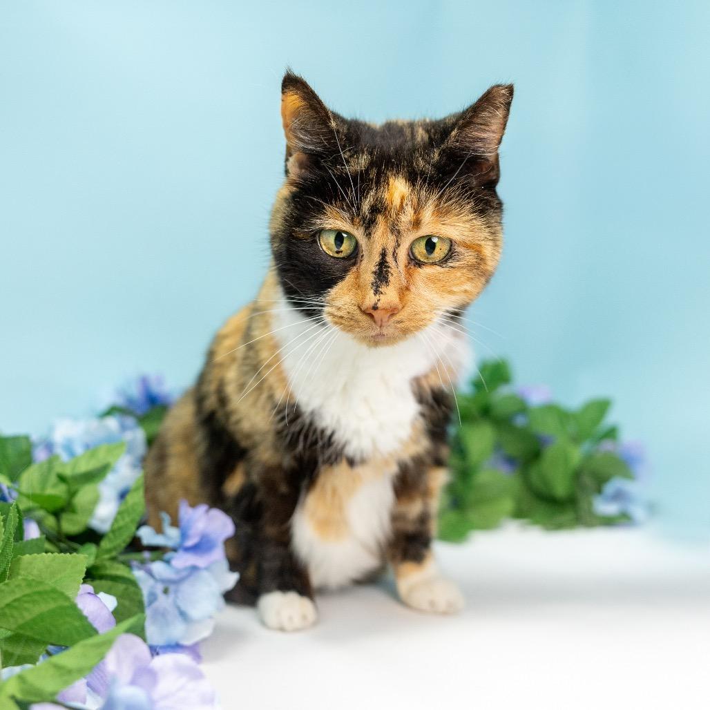 Enlarge Pretty Girl, a Adoptable Domestic Short Hair in Durham, NC image 1/6