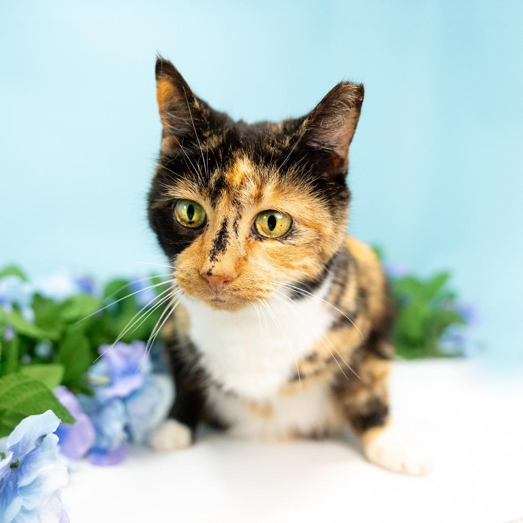 Enlarge Pretty Girl, a Adoptable Domestic Short Hair in Durham, NC image 2/6