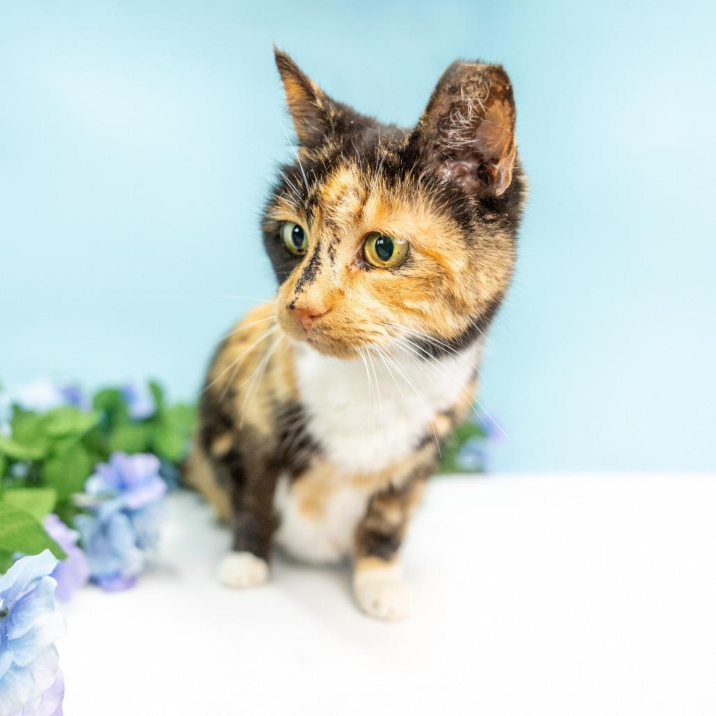 Enlarge Pretty Girl, a Adoptable Domestic Short Hair in Durham, NC image 3/6