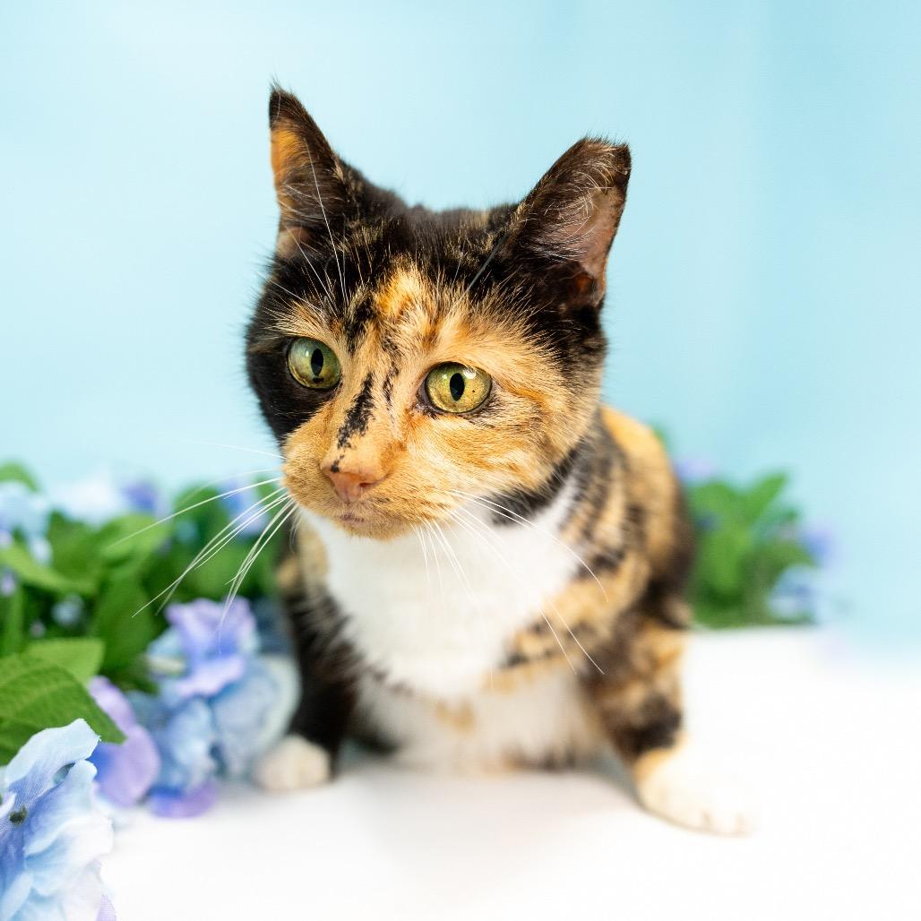 Enlarge Pretty Girl, a Adoptable Domestic Short Hair in Durham, NC image 4/6