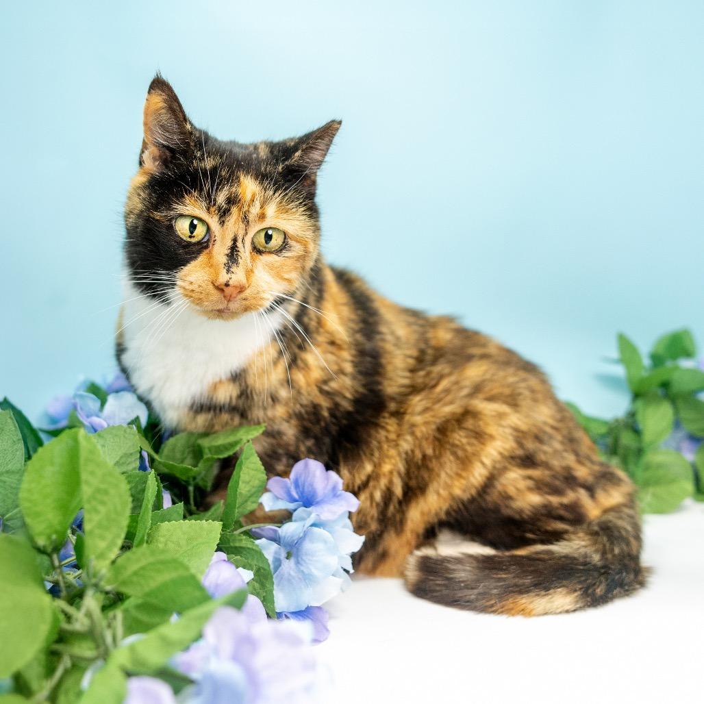 Enlarge Pretty Girl, a Adoptable Domestic Short Hair in Durham, NC image 5/6