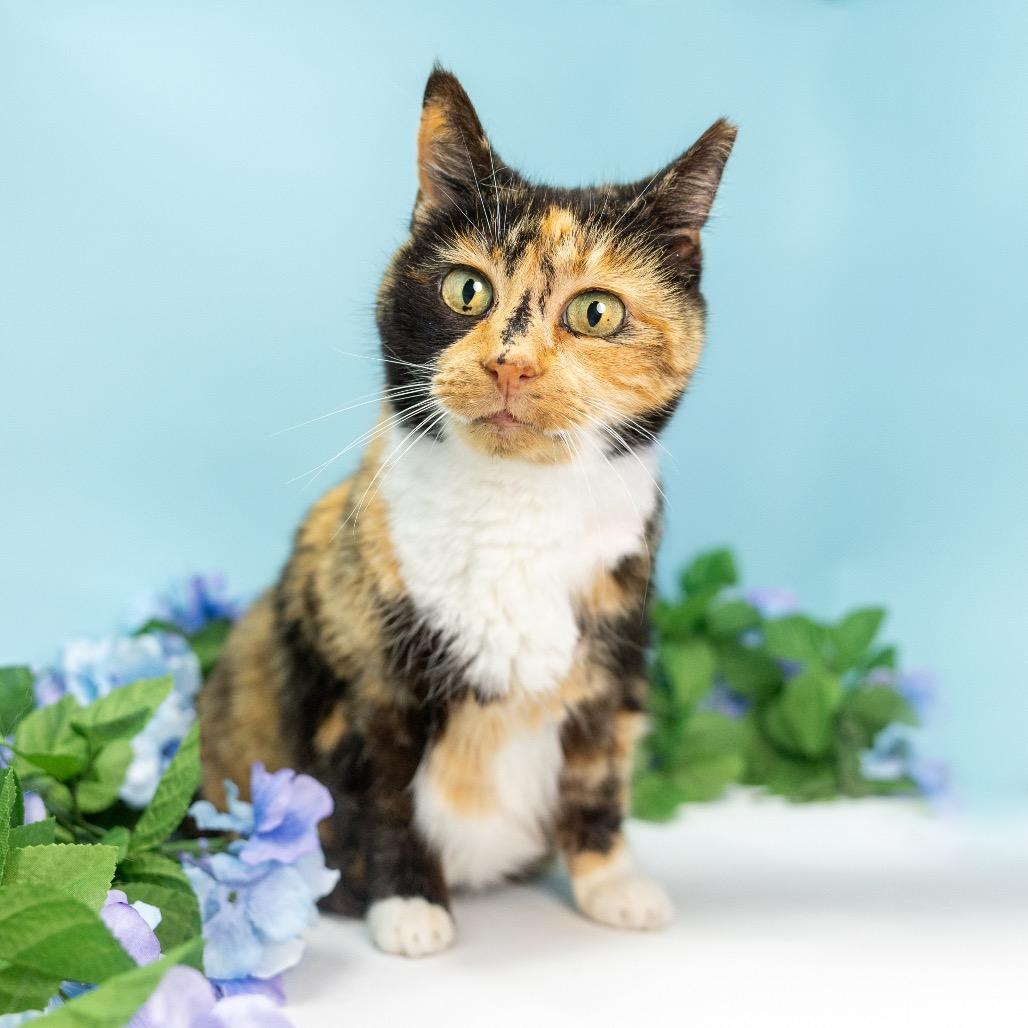 Enlarge Pretty Girl, a Adoptable Domestic Short Hair in Durham, NC image 6/6