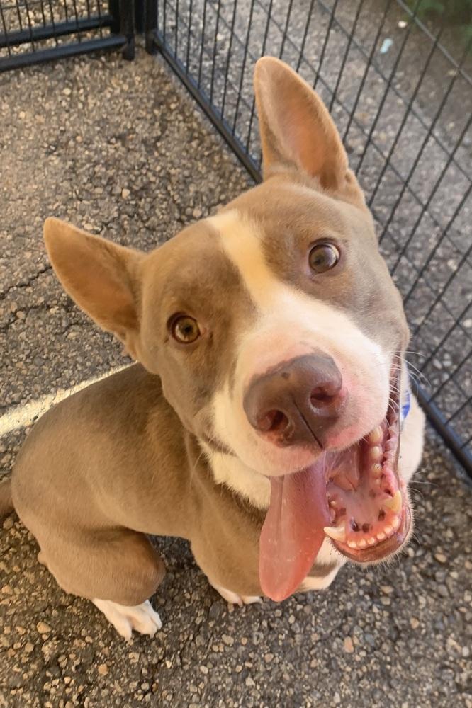 Trooper, Adoptable, Adult Male Pit Bull Terrier & Mixed Breed.